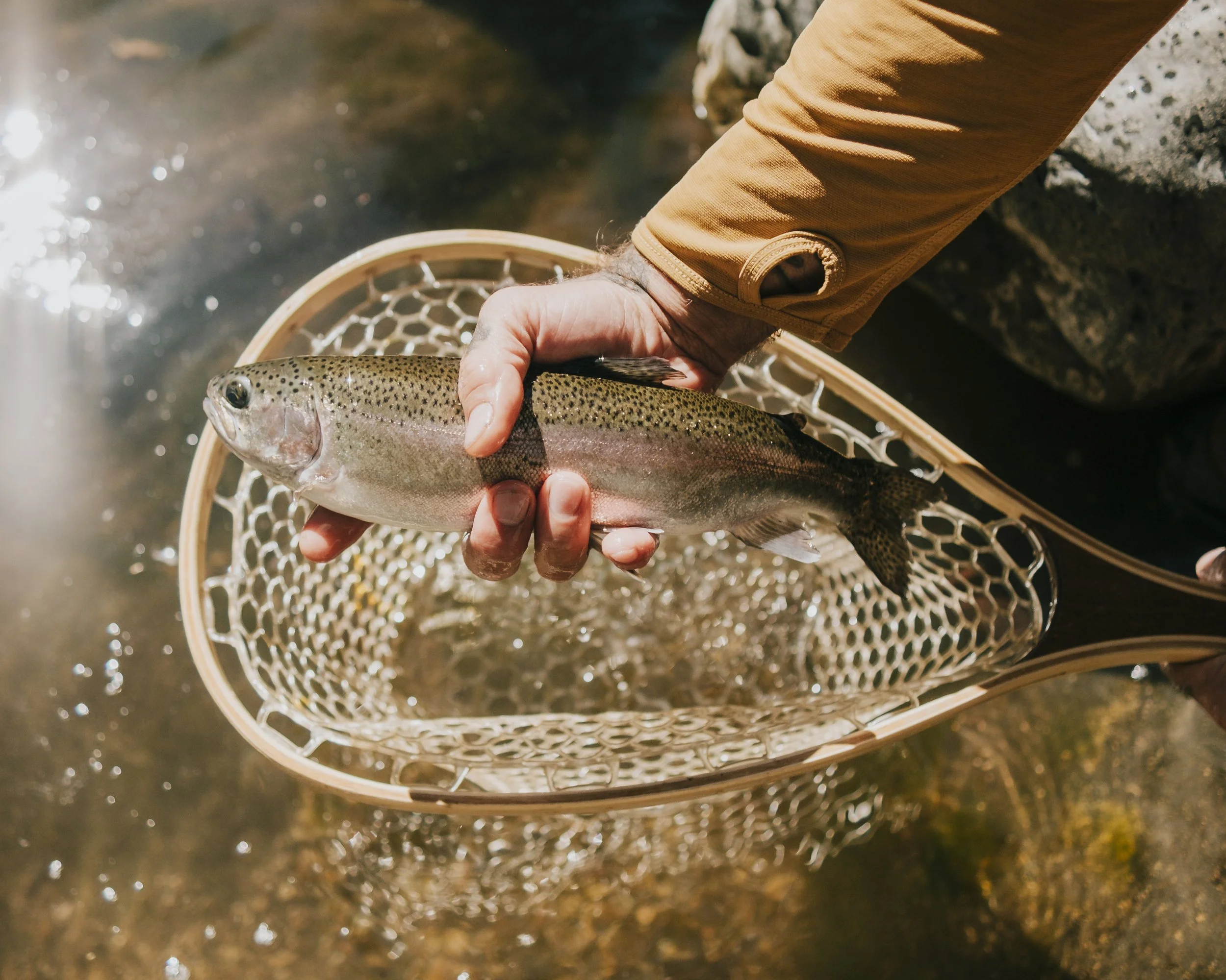 Person holding a freshly caught rainbow trout over a wooden basket near a stream.