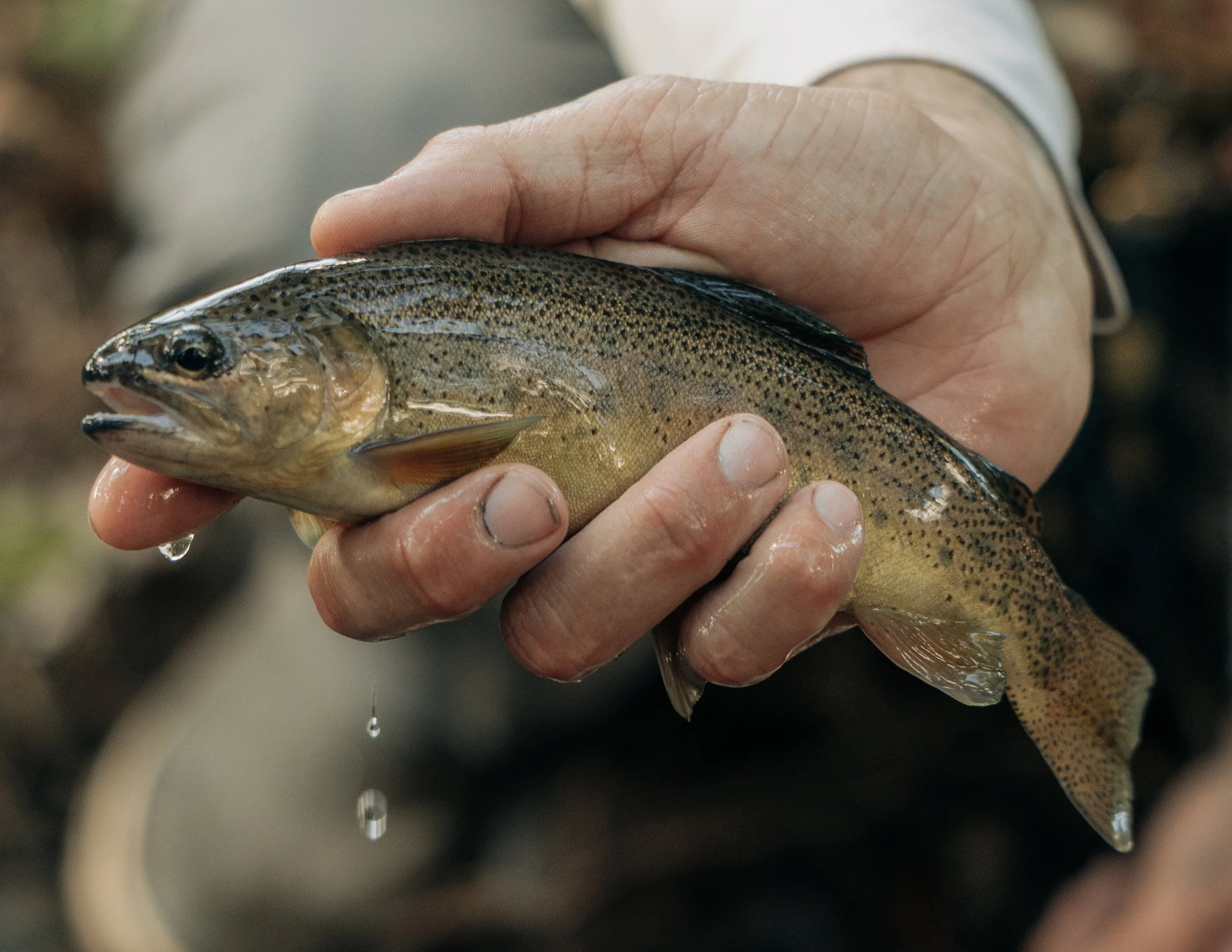 Close-up of a person holding a small rainbow trout, with water droplets falling from its mouth.