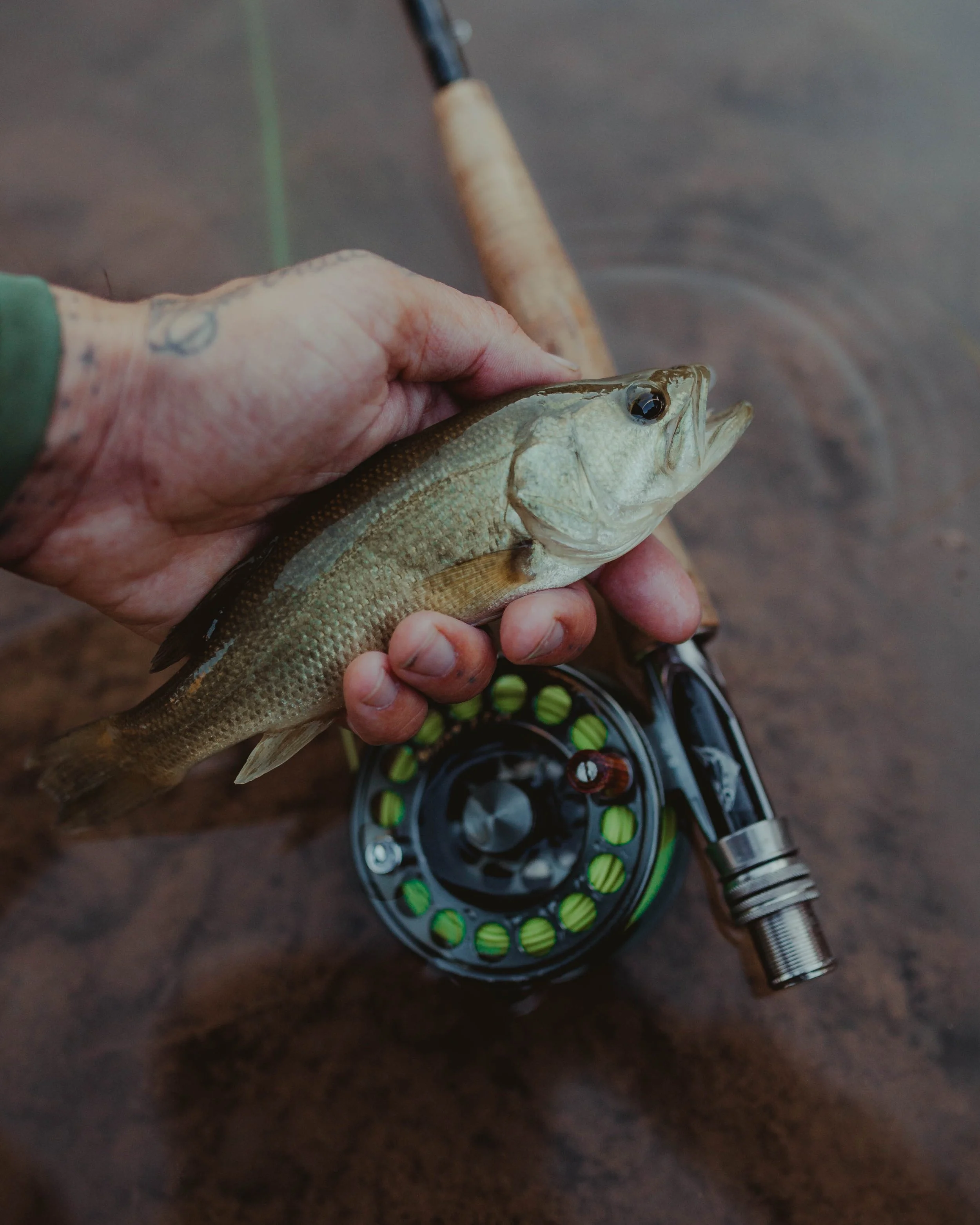 Close-up of a person's hand holding a small fish over a wooden surface, with a fishing rod and reel nearby.