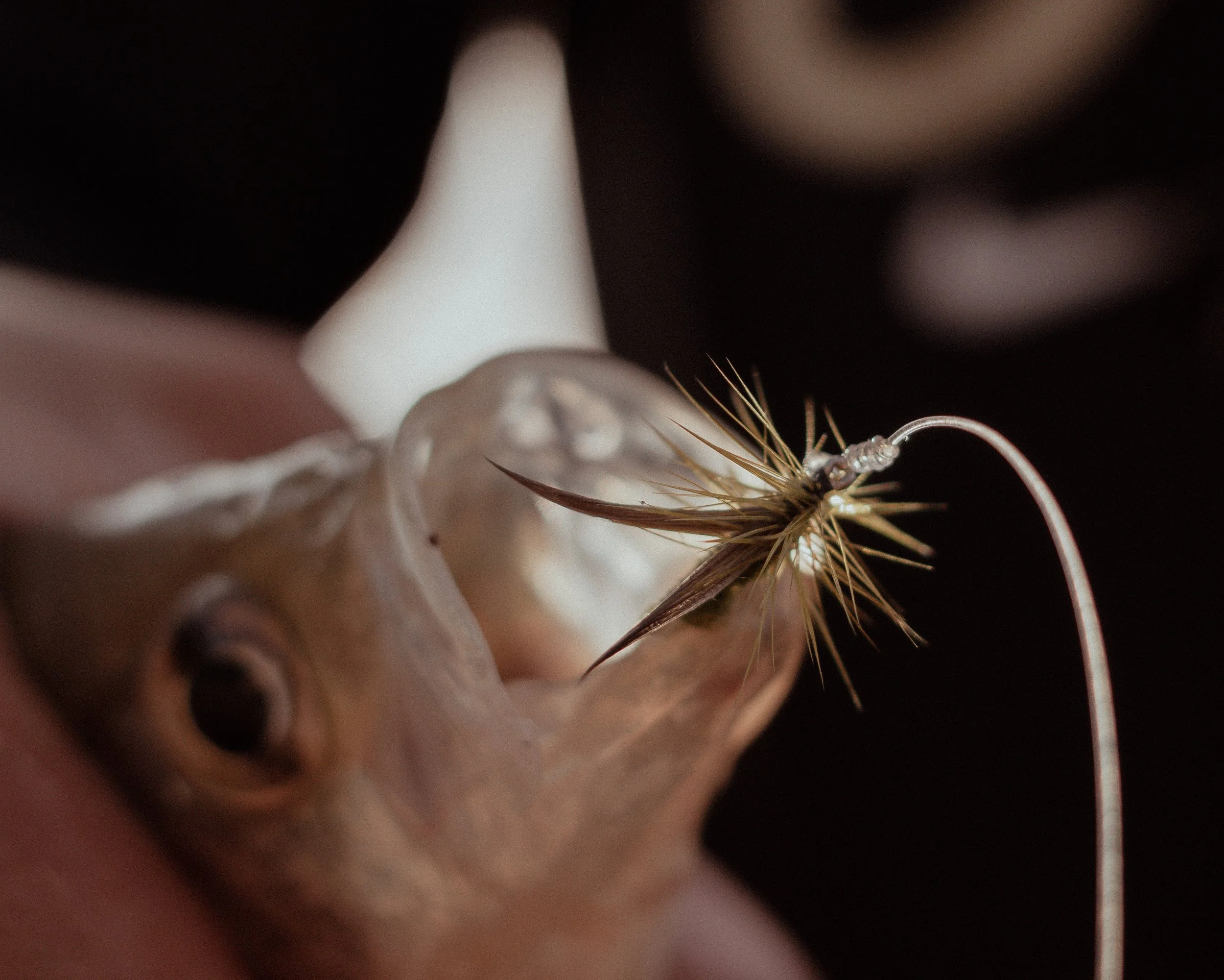 Close-up of a small fish with a hook and fishing lure in its mouth.
