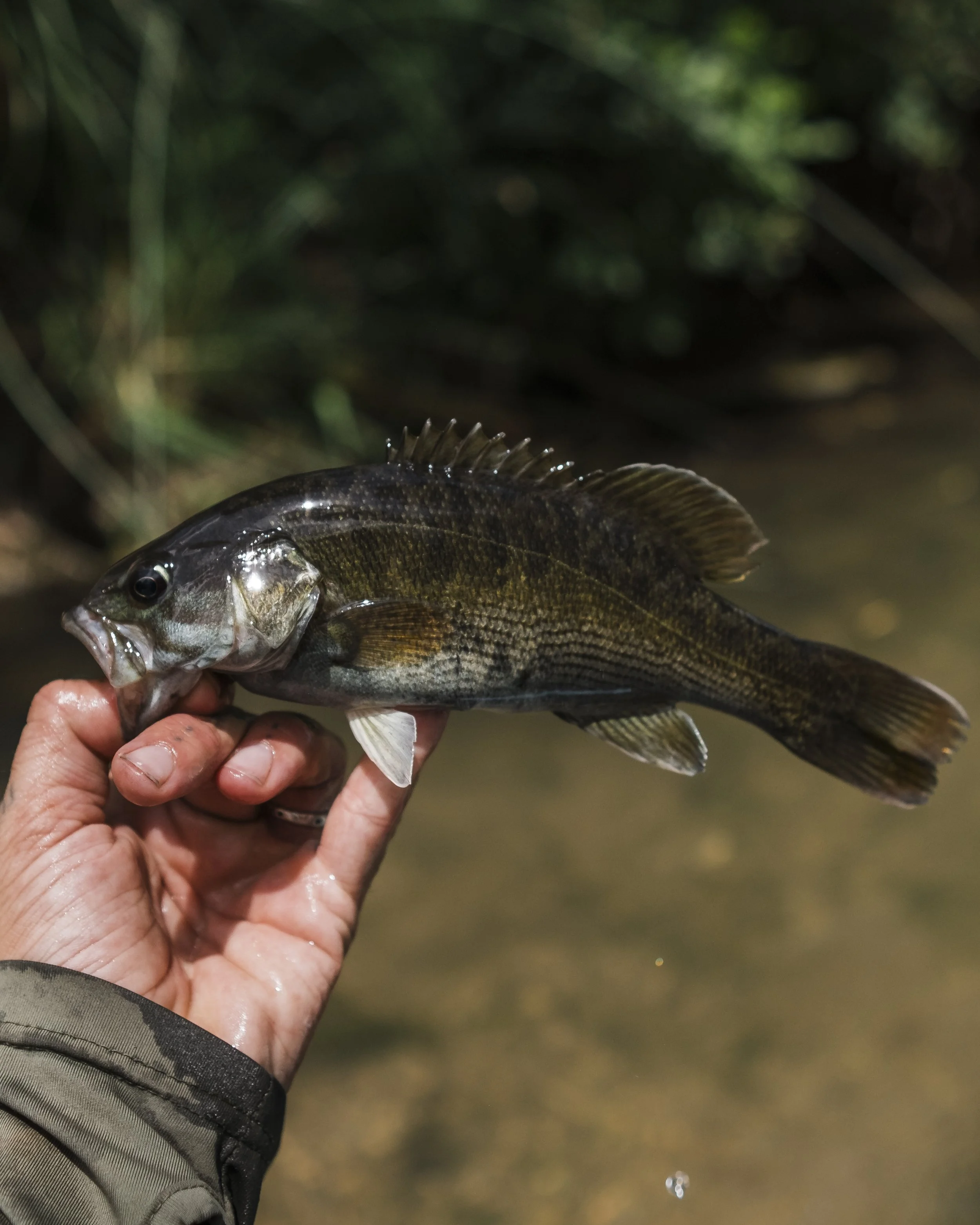 Person holding a fish with a dark body and fins, near a water background with greenery.