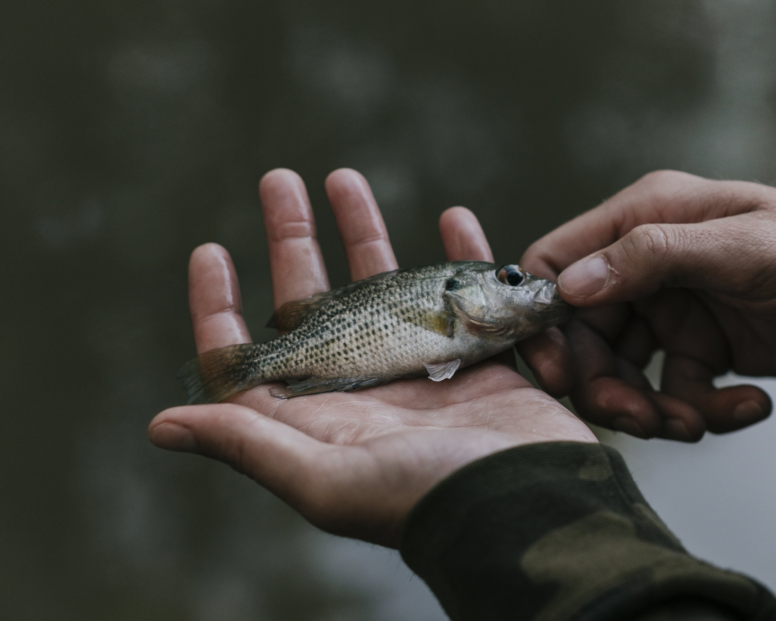 Person holding a small fish with green and brown coloring, near a blurred water background.