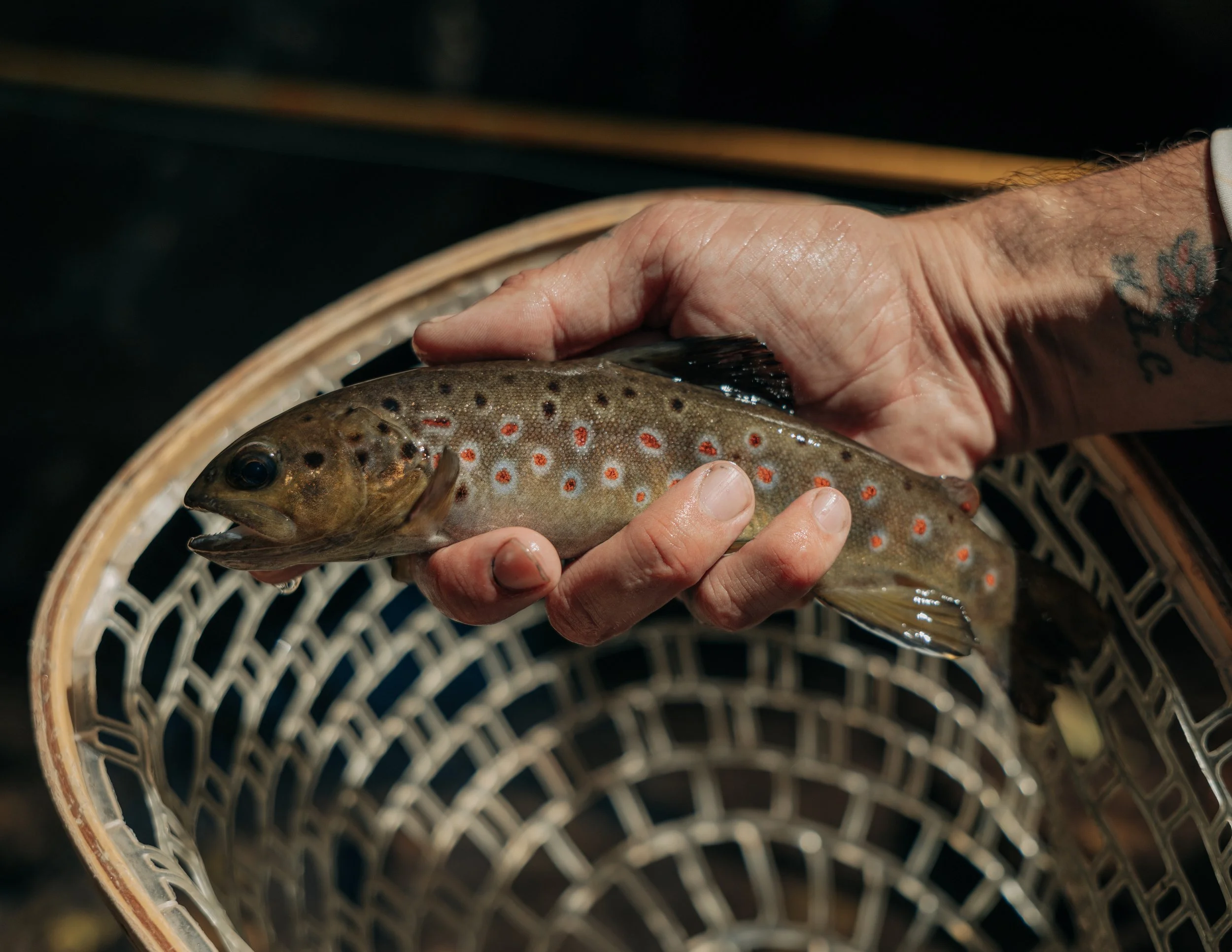Person holding a small spotted trout above a fishing basket.