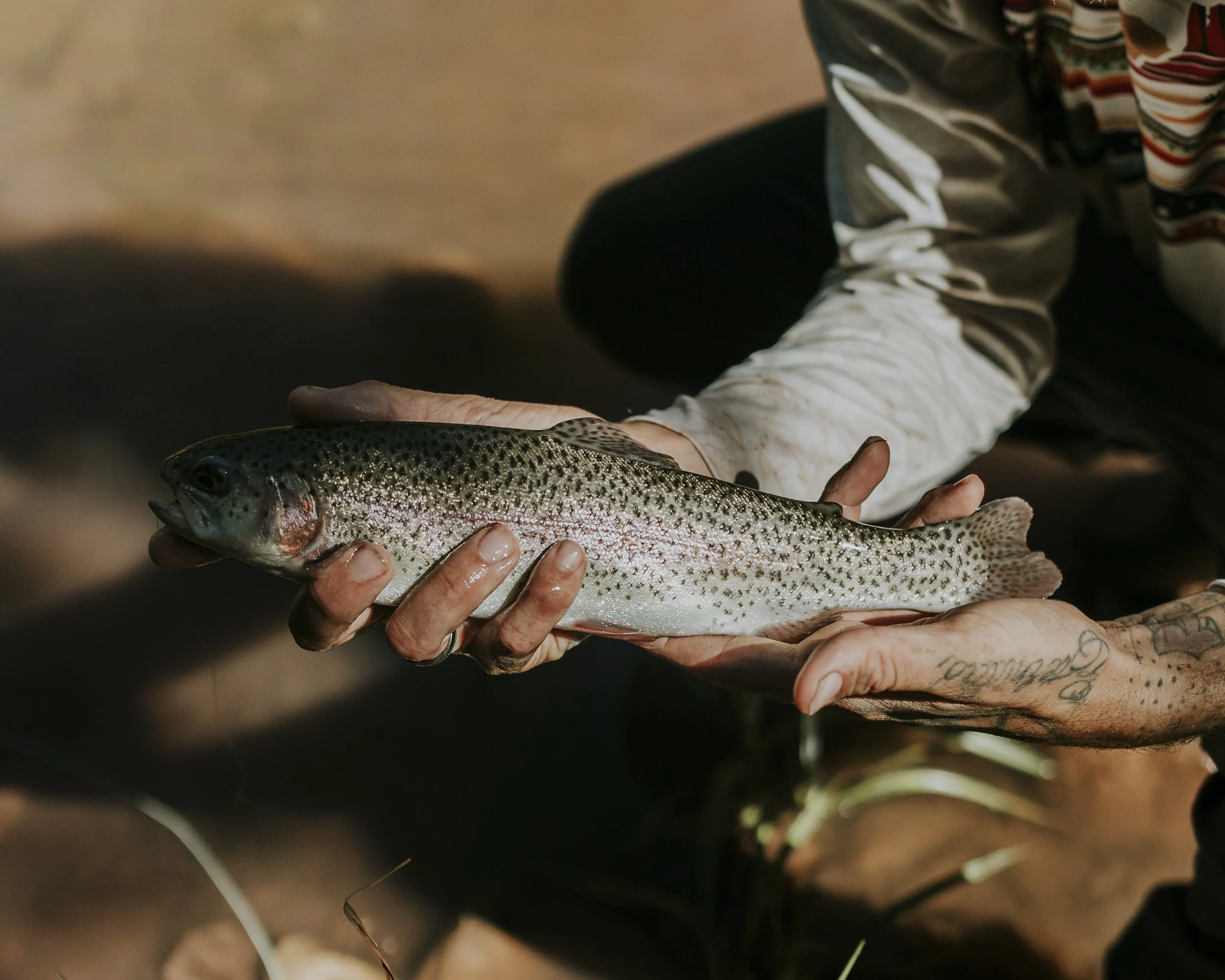 Person holding a rainbow trout fish with pink stripe and speckled pattern, with a dirt ground background.
