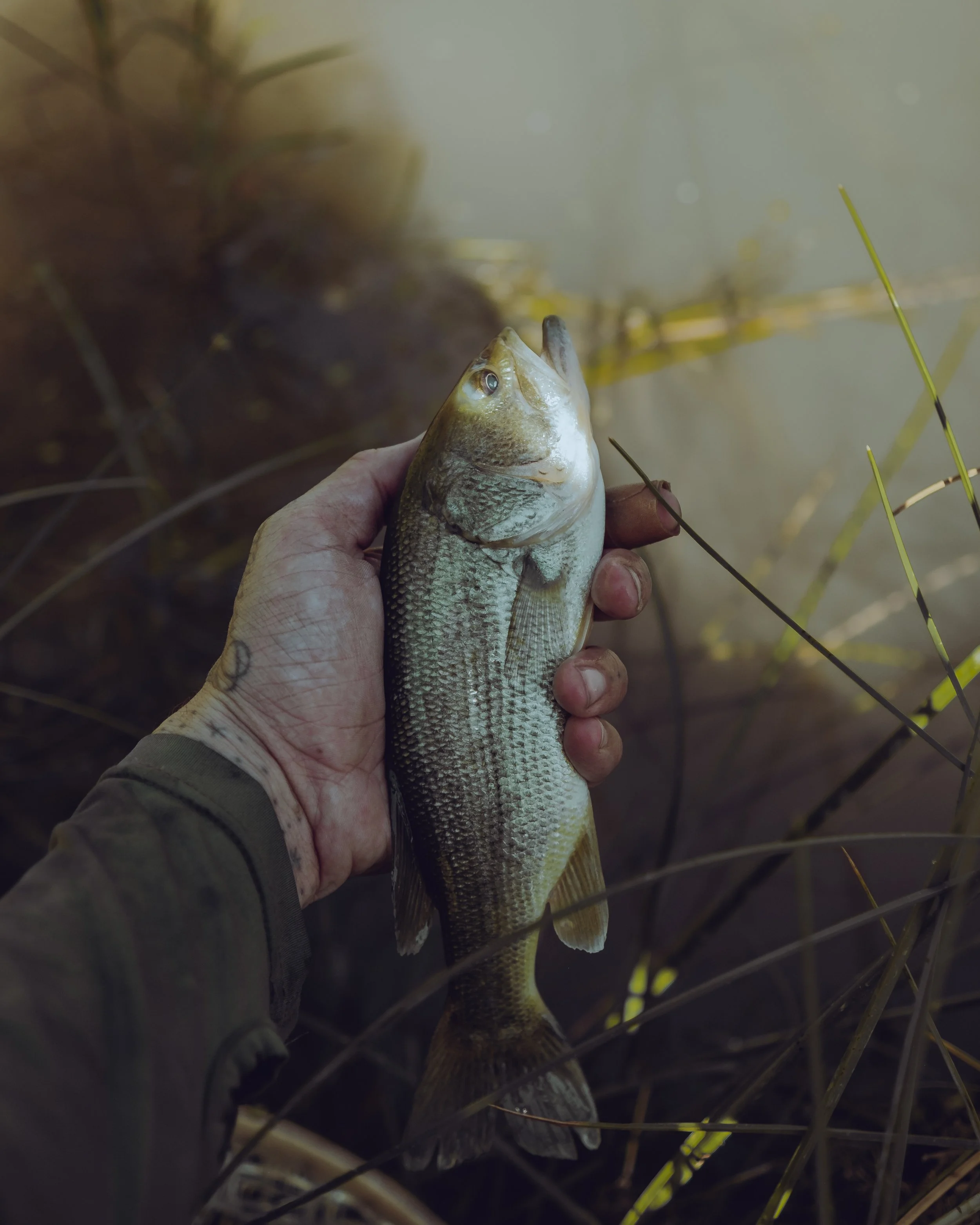 A person holding a largemouth bass fish near a body of water with tall grass.