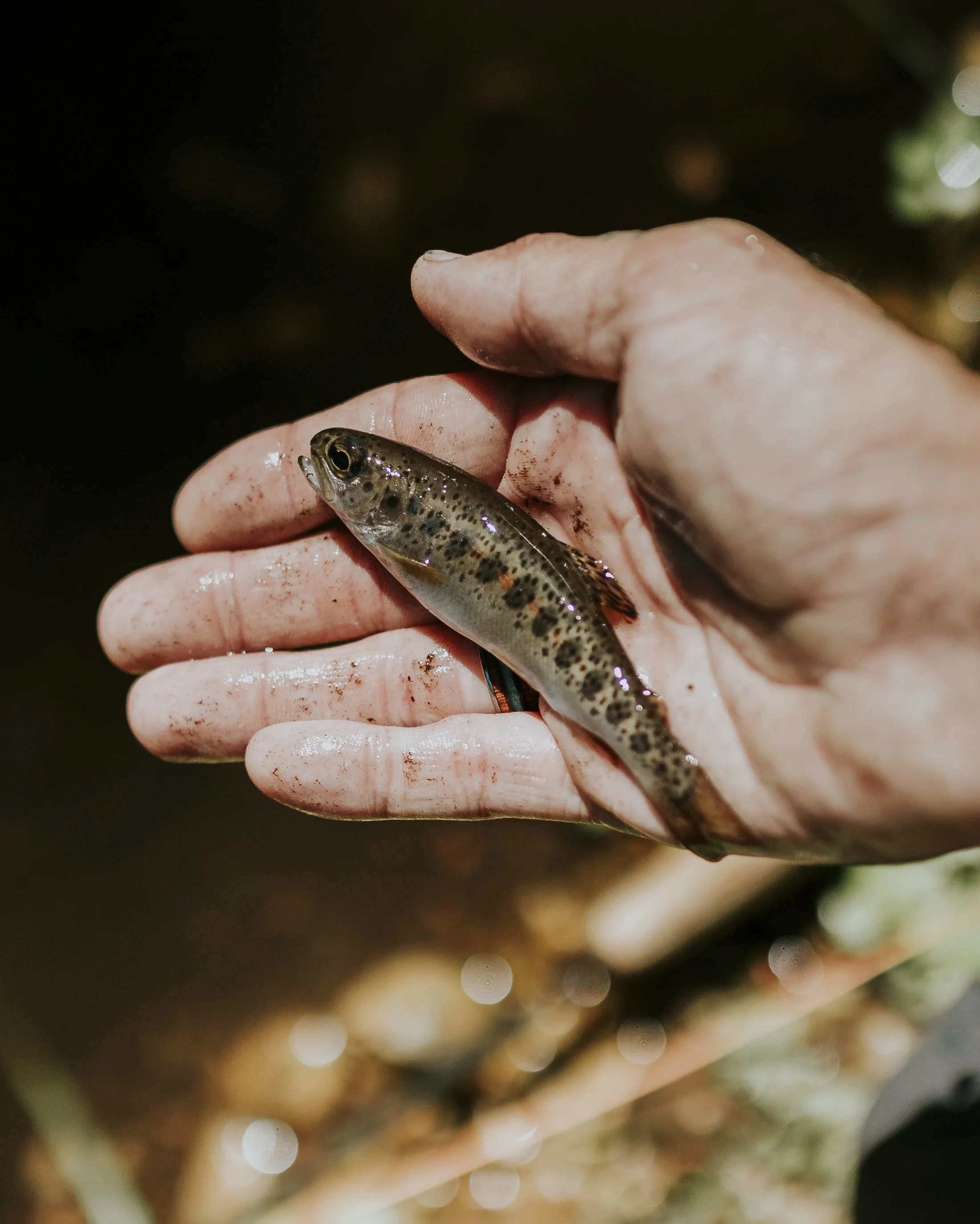 A person holding a small, slim, spotted fish in their hand outdoors.