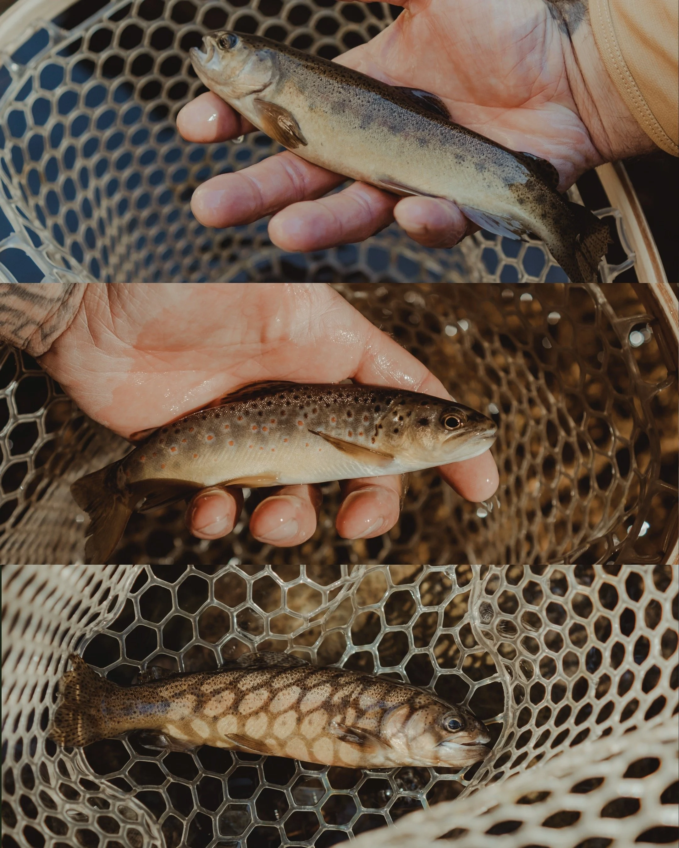 Three different fish in a fishing net, held by hands, showcasing a small fish, a slightly larger fish, and a fish with a distinctive pattern.