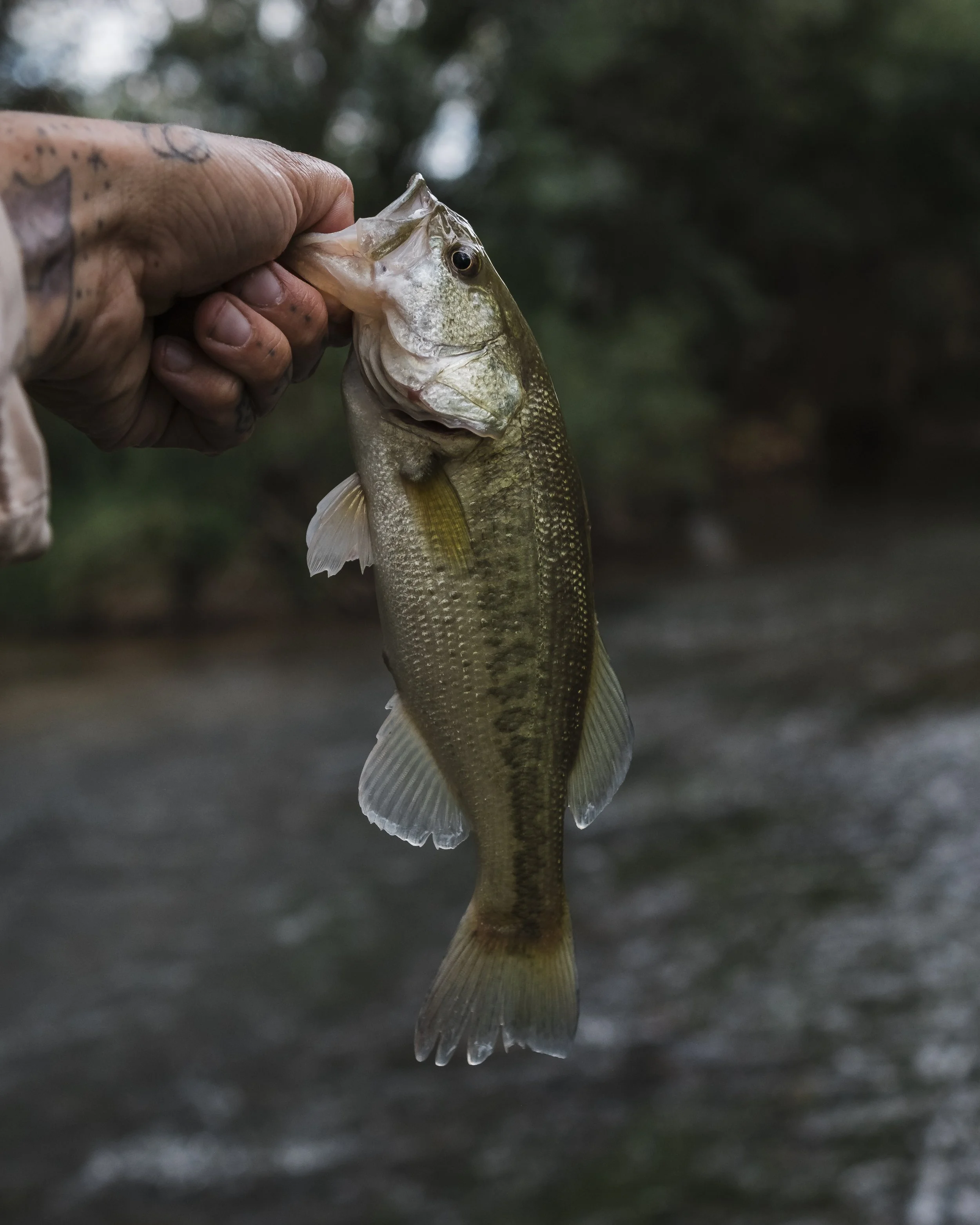 Person holding a largemouth bass fish by its mouth over a river or stream with blurred green foliage in the background.