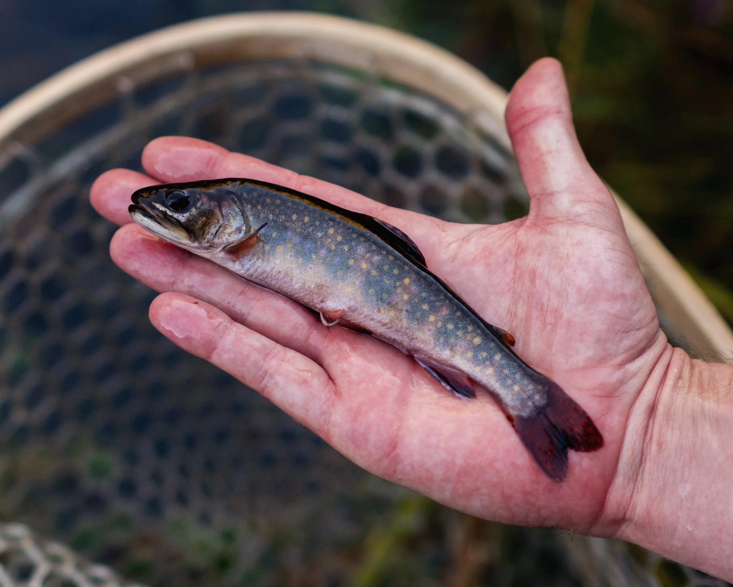 A person holding a small fish with a dark back and speckled sides, in front of a fishing net in water.
