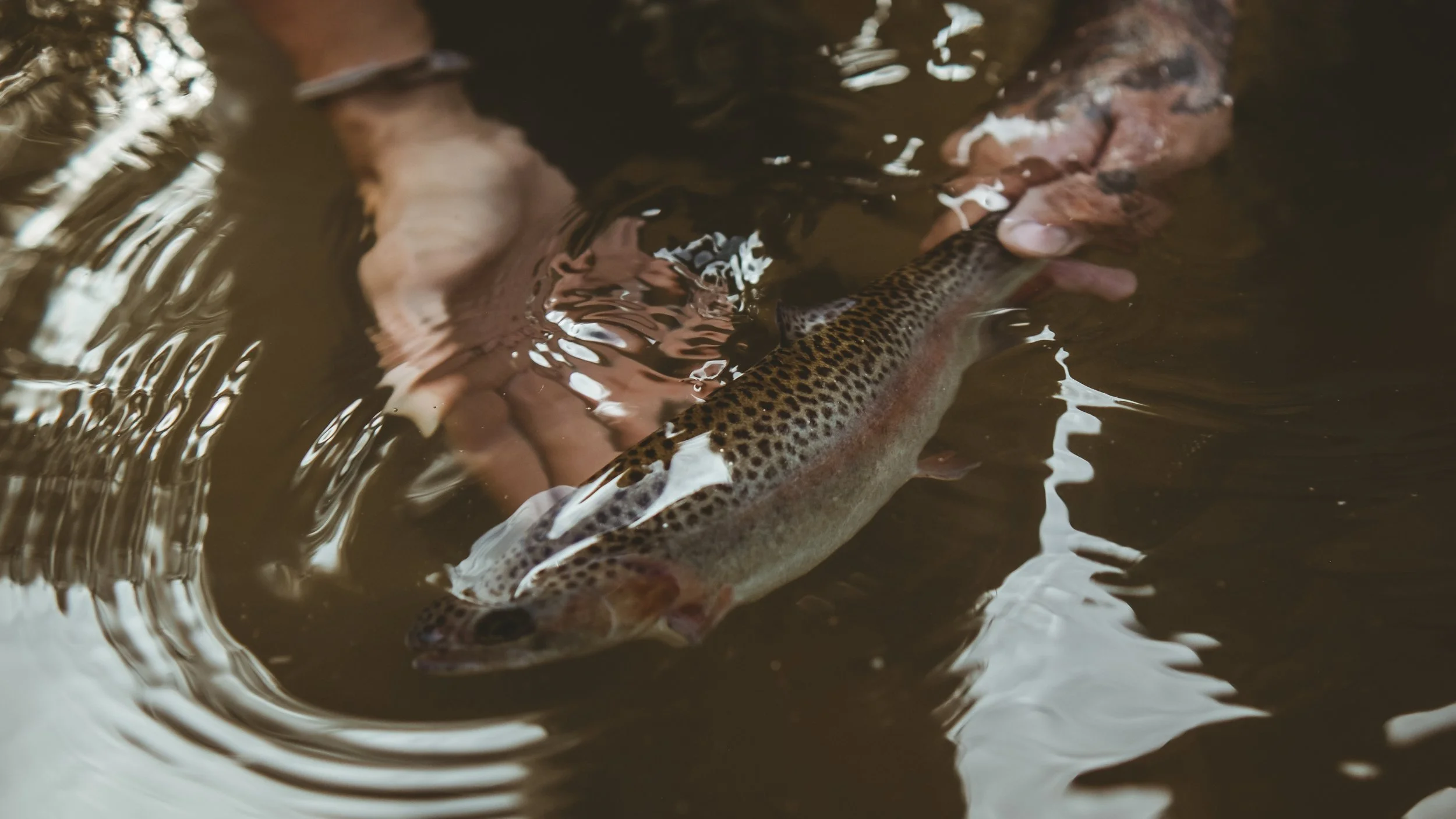 A person holding a fish in a shallow river with gentle ripples.
