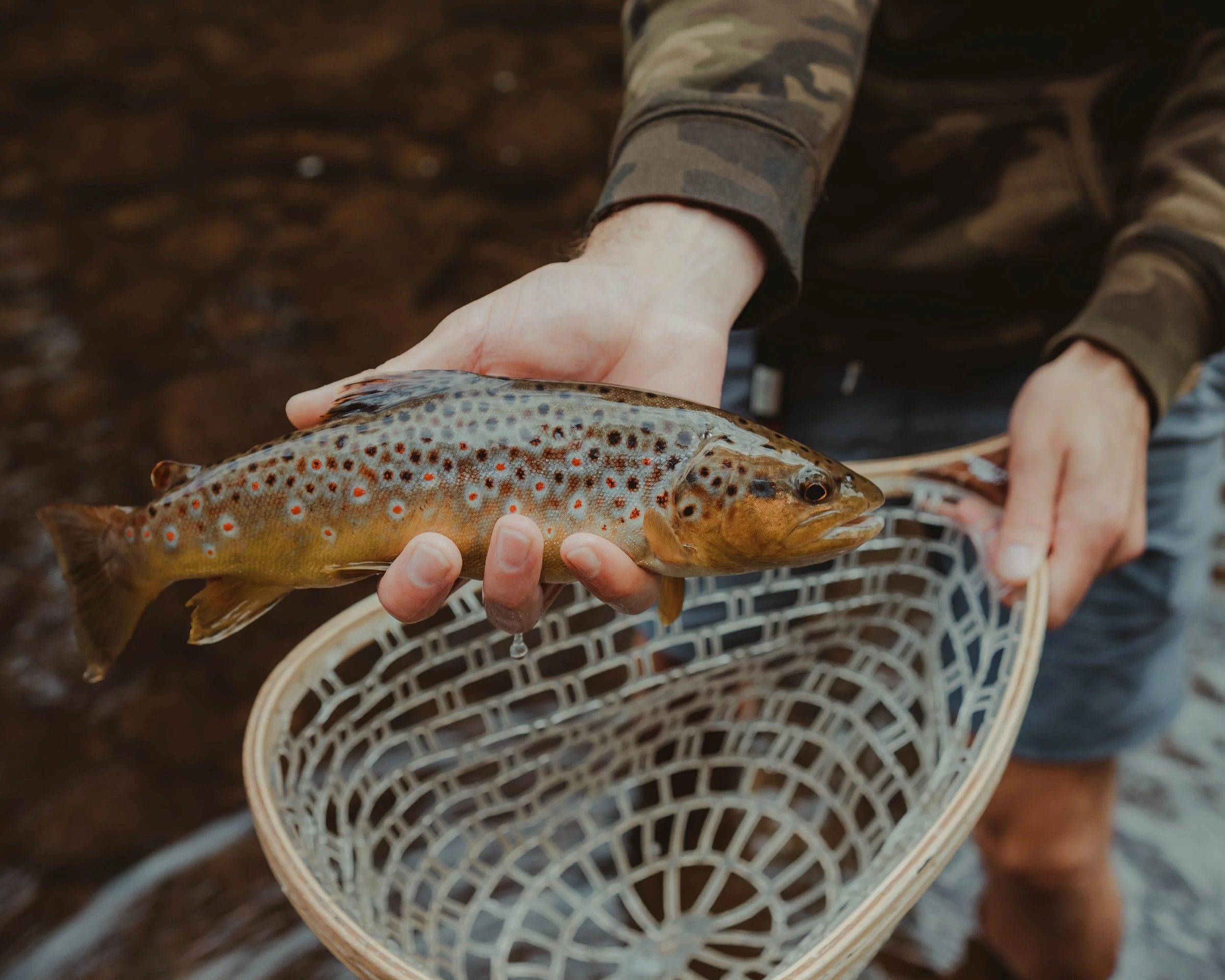 Person holding a small brown trout fish with colorful spots, in a net near a river
