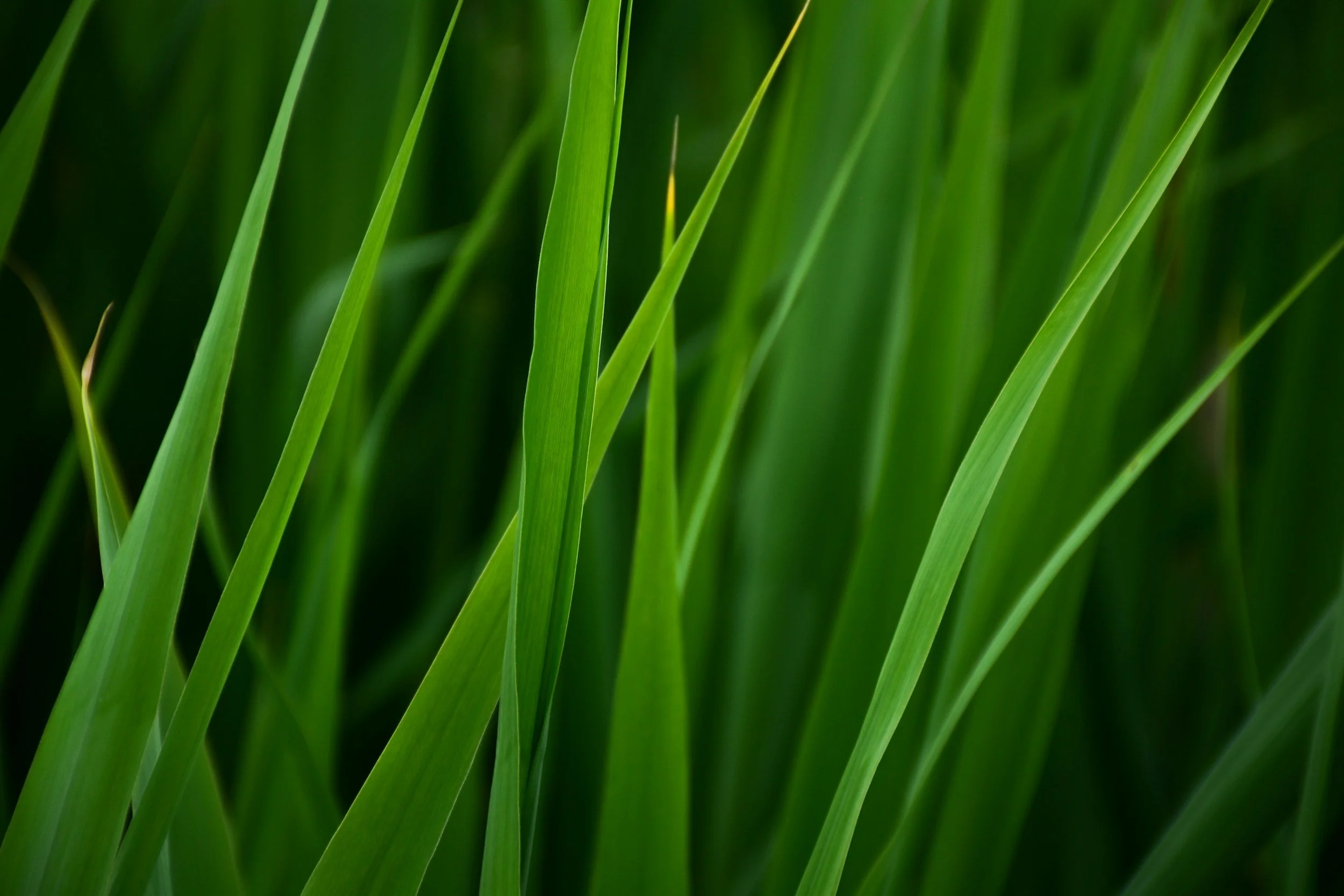 Close-up of tall green grass blades