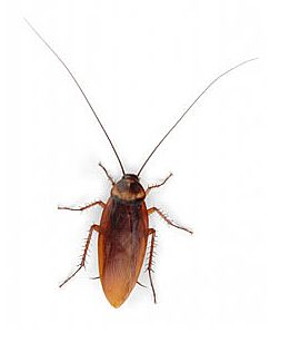 Cockroach-PNG-Picture.png