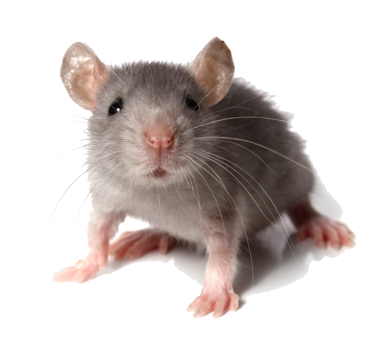 Rodent.png
