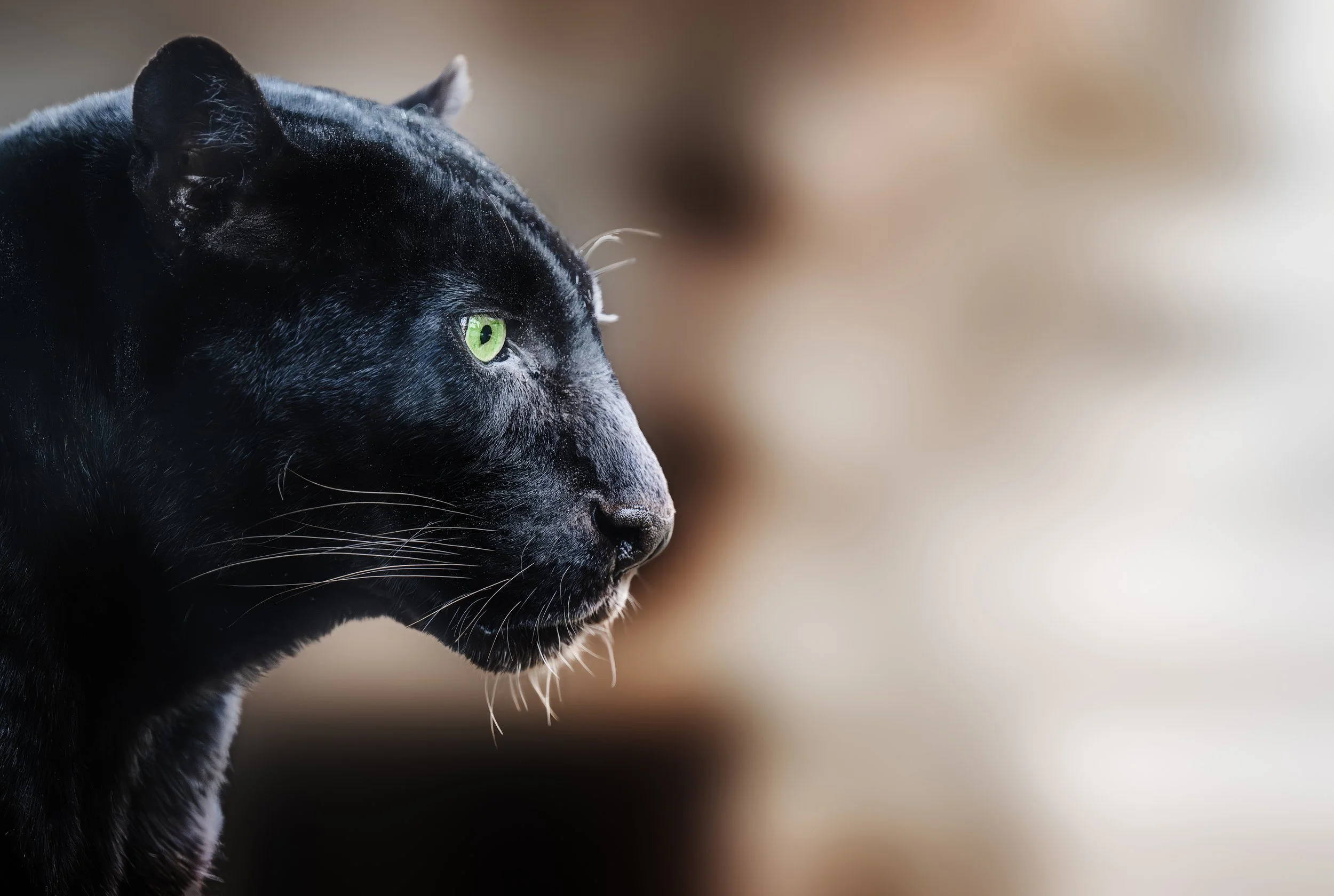 black-panther-on-blurred-brown-background-2024-12-05-19-14-14-utc.jpg