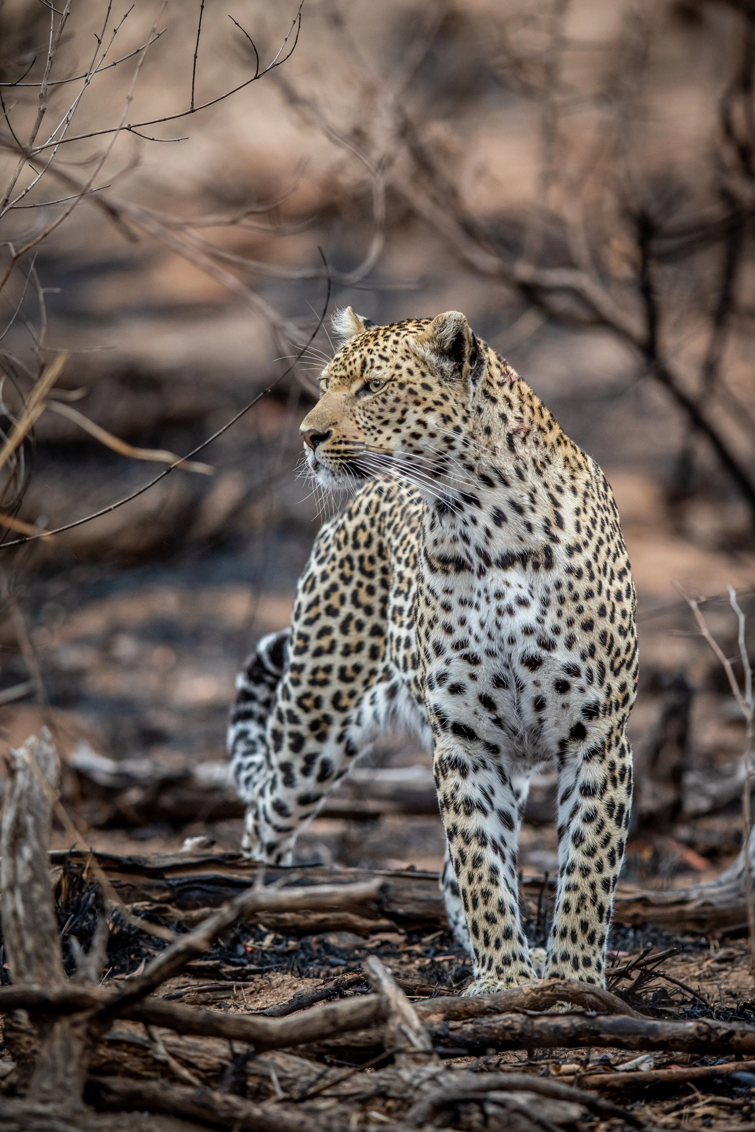 leopard-walking-in-the-african-bush-in-the-kruger-2025-01-29-03-23-47-utc.jpg