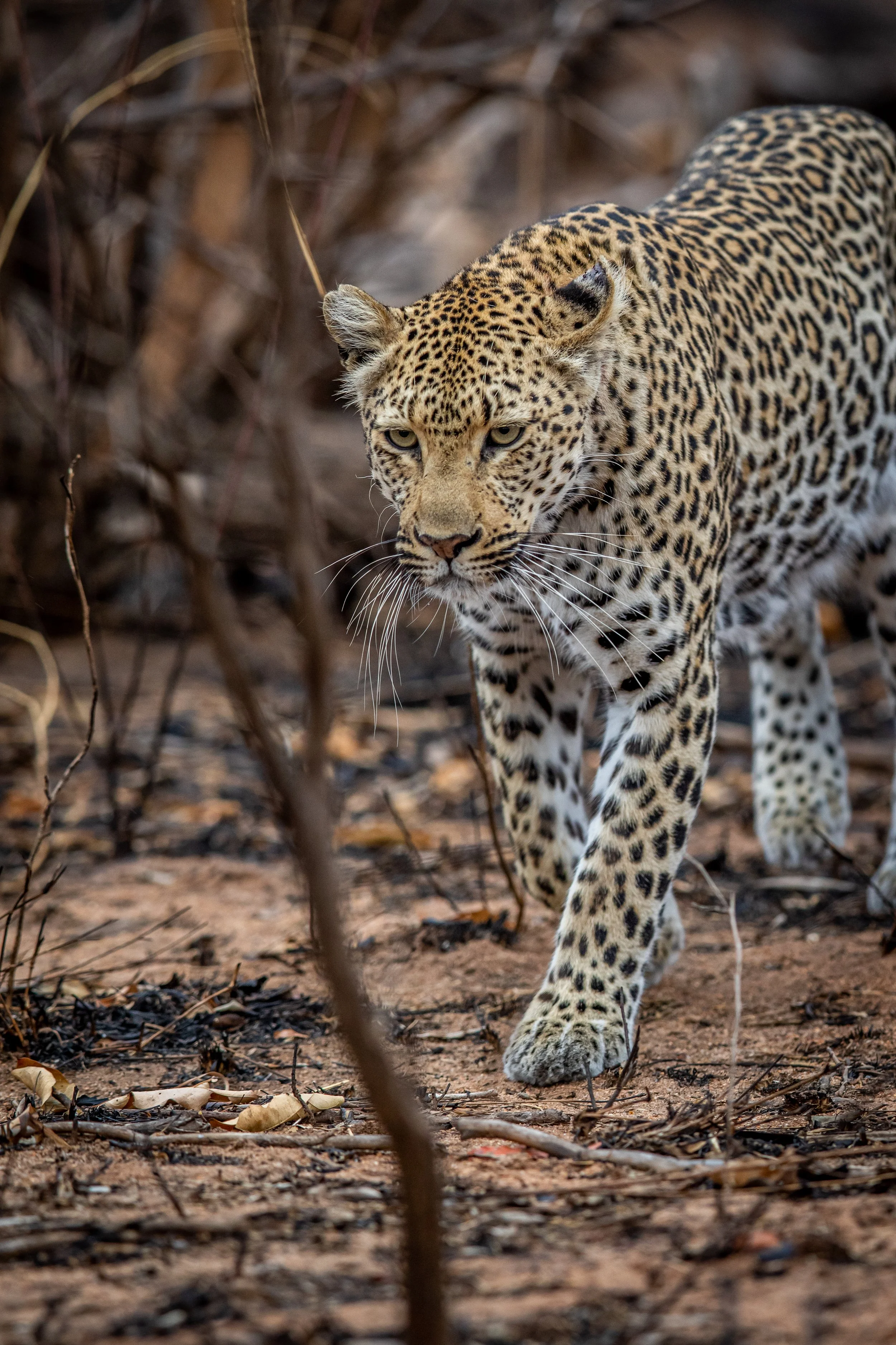 leopard-walking-in-the-african-bush-2025-01-29-03-12-39-utc.jpg