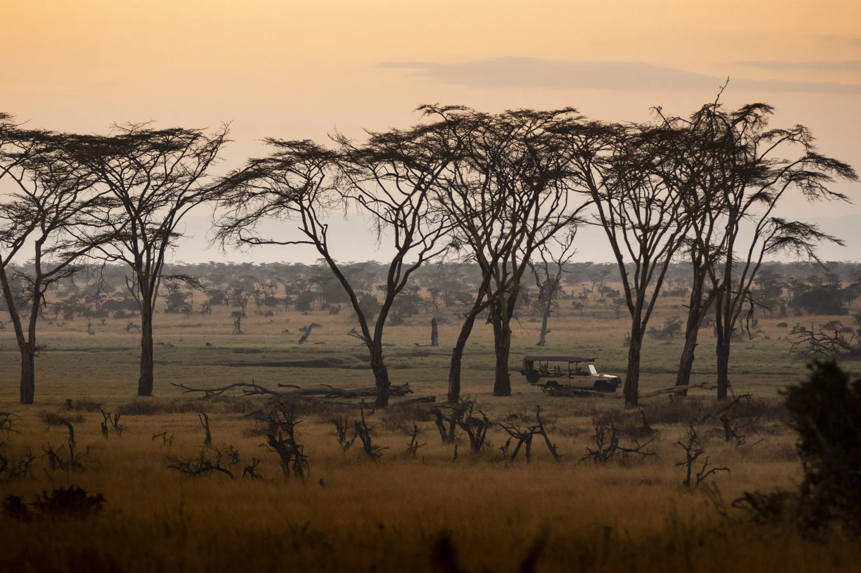 African savannah at sunset with leafless trees and a safari vehicle in the background.