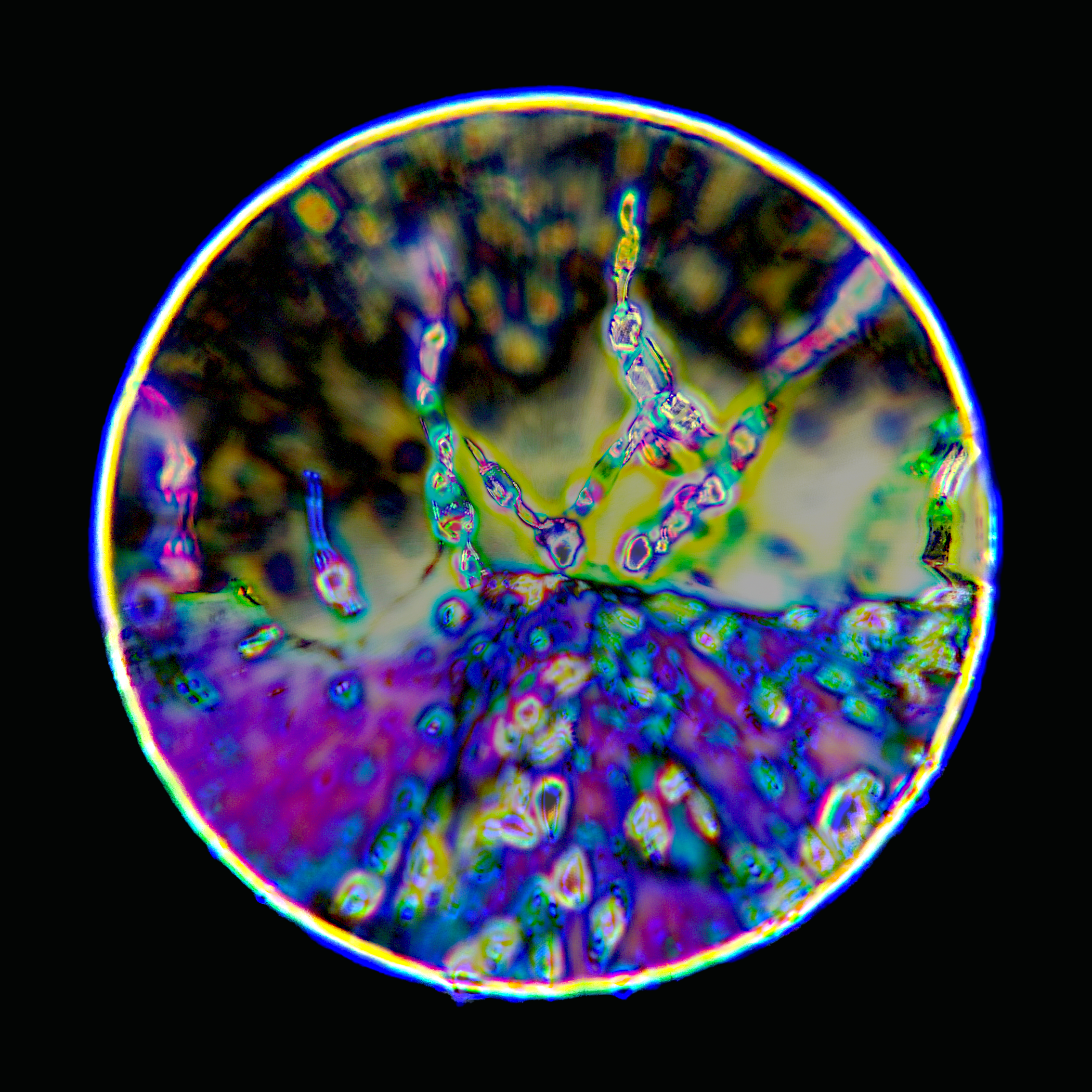 001.F.png