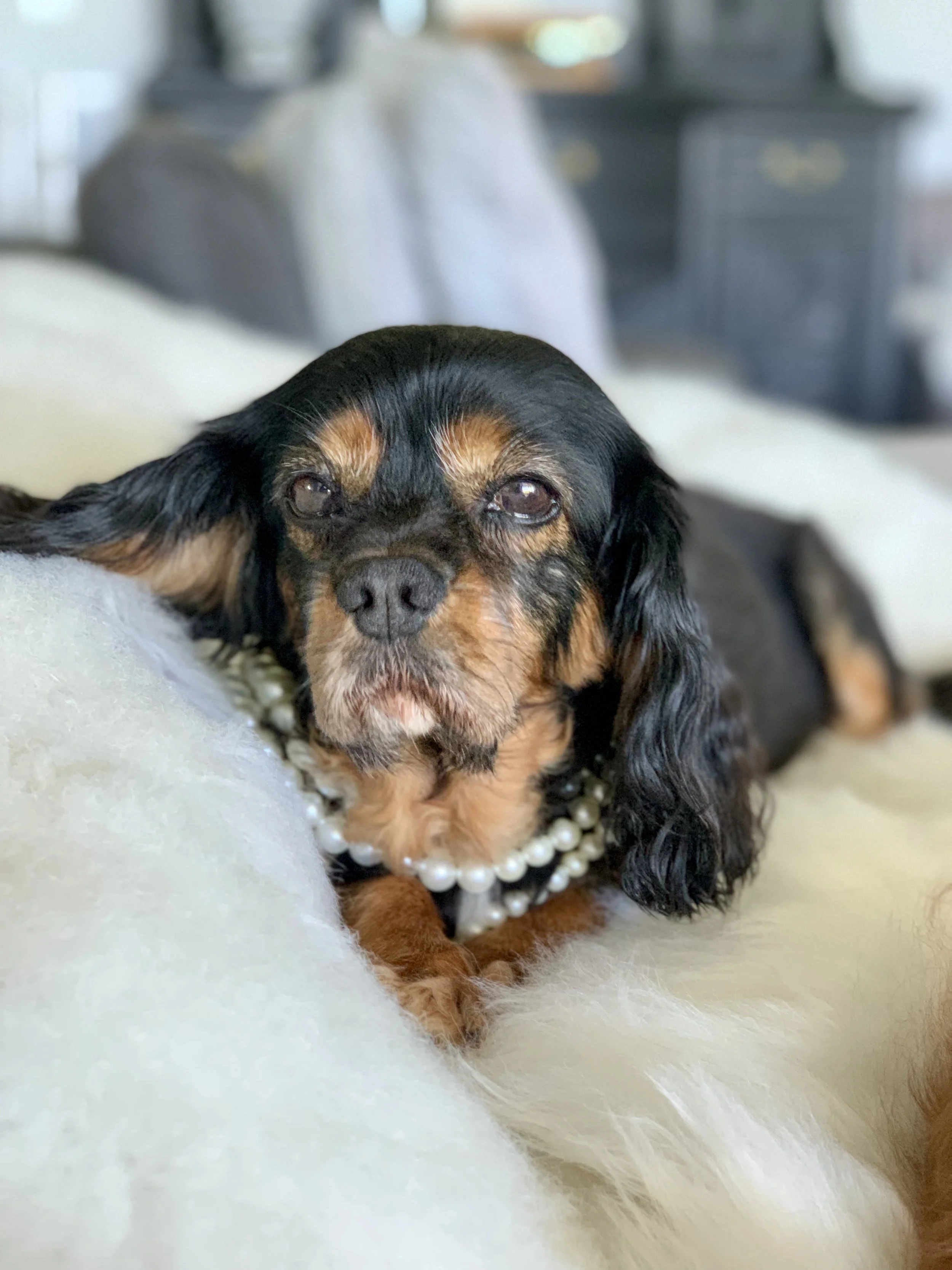 Caring for an older Cavalier