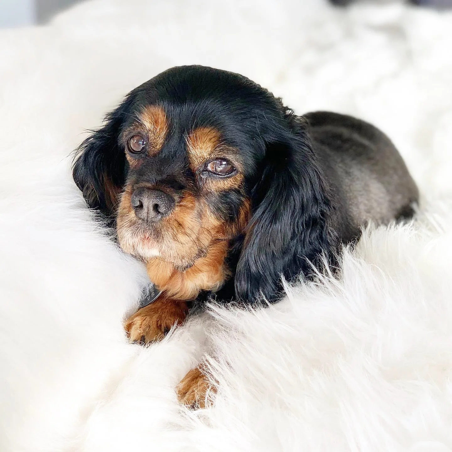 Common Health Issues in Cavalier King Charles Spaniels: An Evidence-Based Guide for Owners