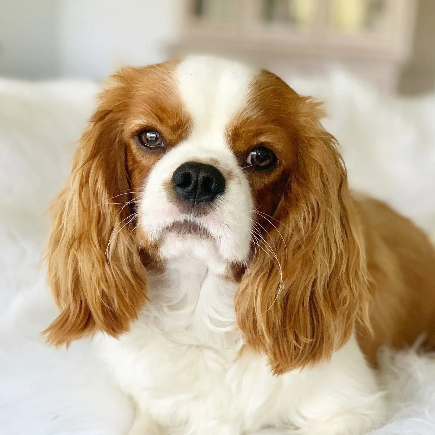 What Lifestyle Does a Cavalier King Charles Spaniel Need to Thrive?