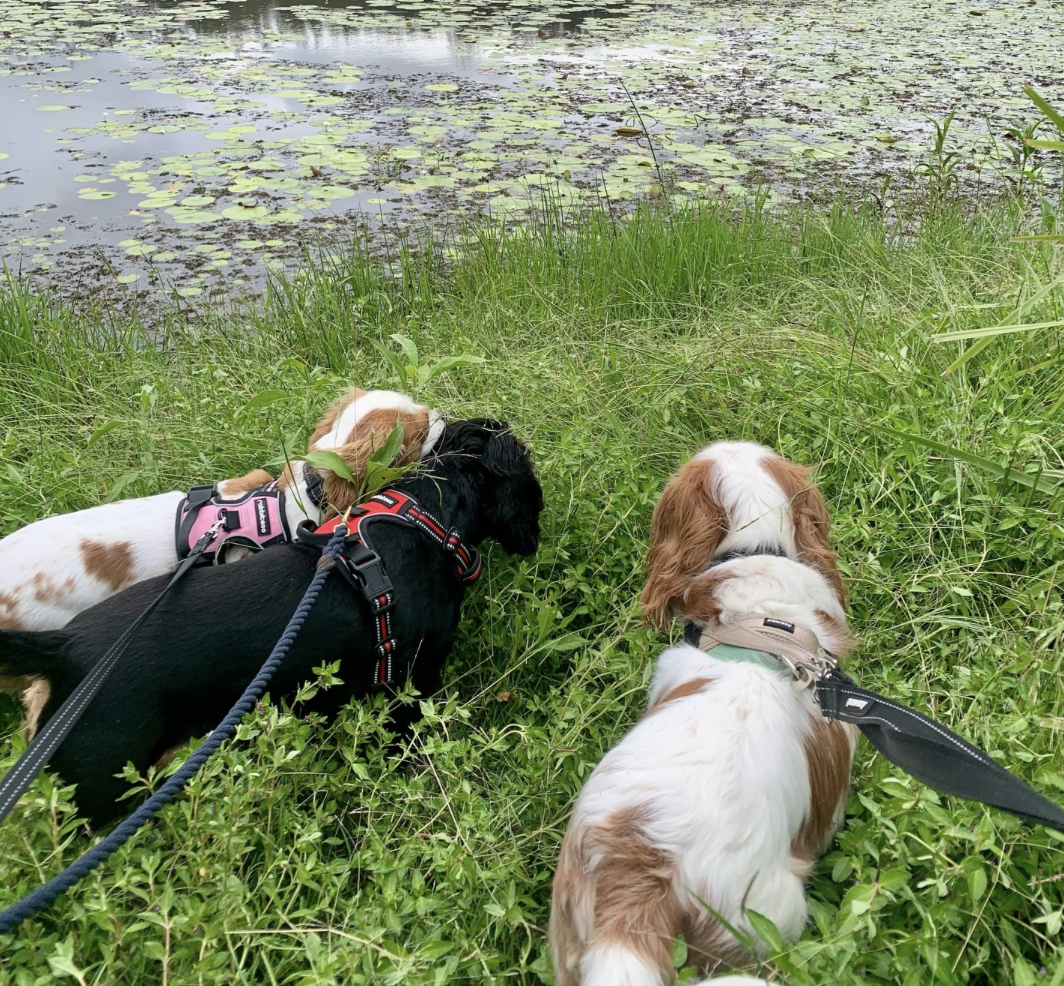 Why Daily Walks Are One of the Best Gifts You Can Give Your Cavalier