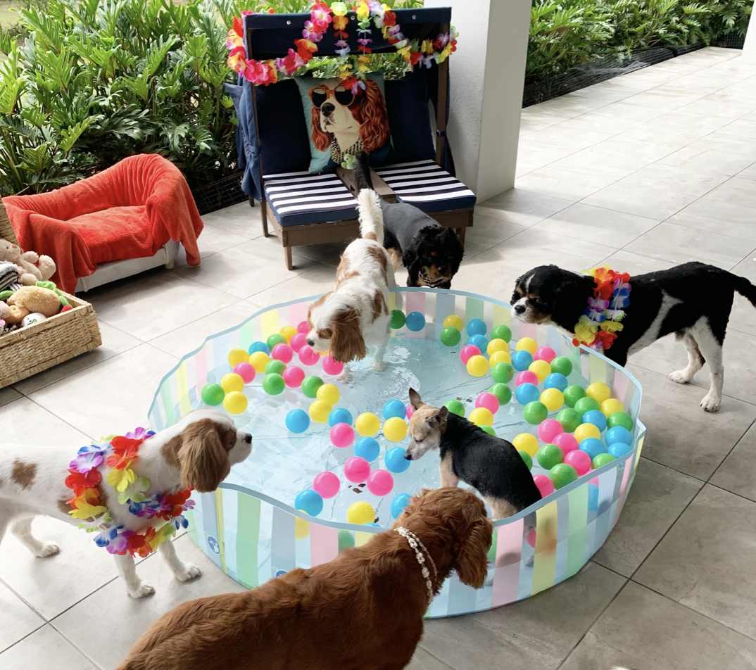 The Importance of Enrichment for Dogs: Why It Matters — Especially for Cavalier King Charles Spaniels