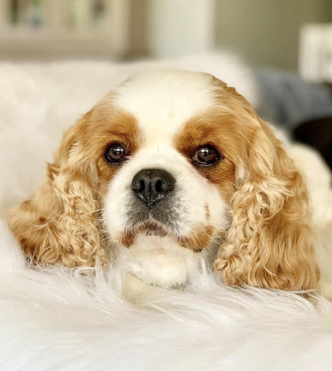 What to consider before bringing a Cavalier into your life