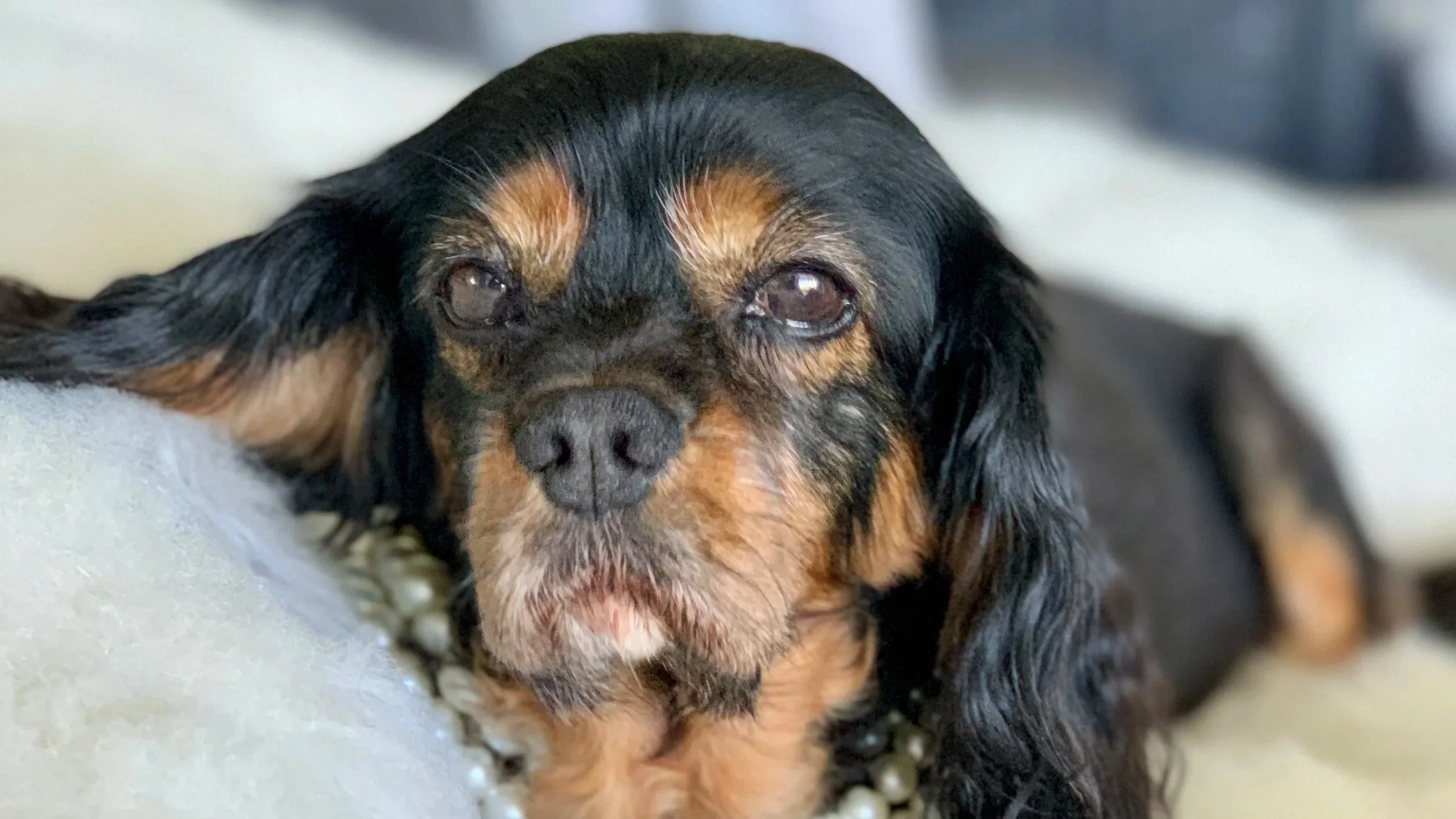 Top 5 Health Questions You Should Ask a Cavalier Breeder (Before you buy a puppy)