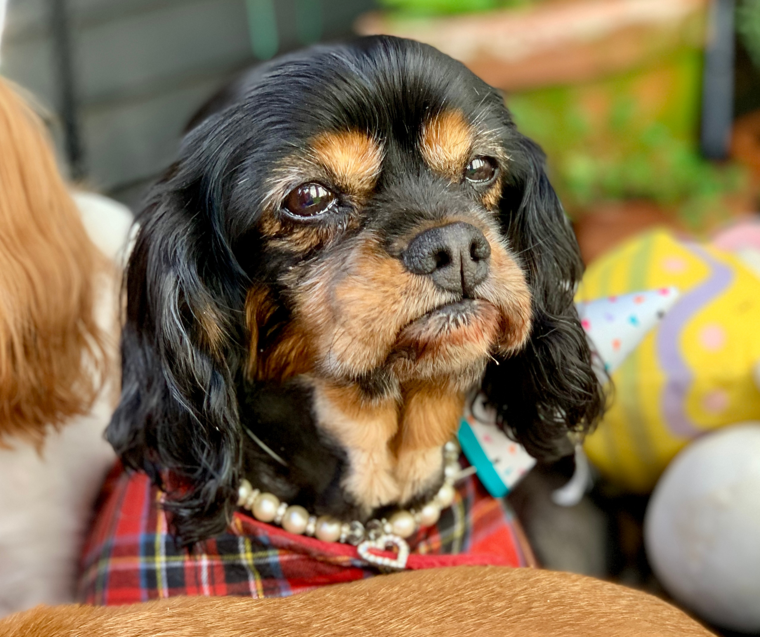 Caring for an older Cavalier