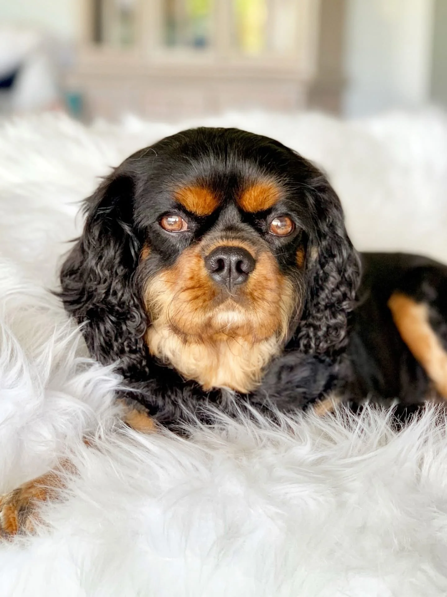 How to Ethically Buy a Cavalier King Charles Spaniel
