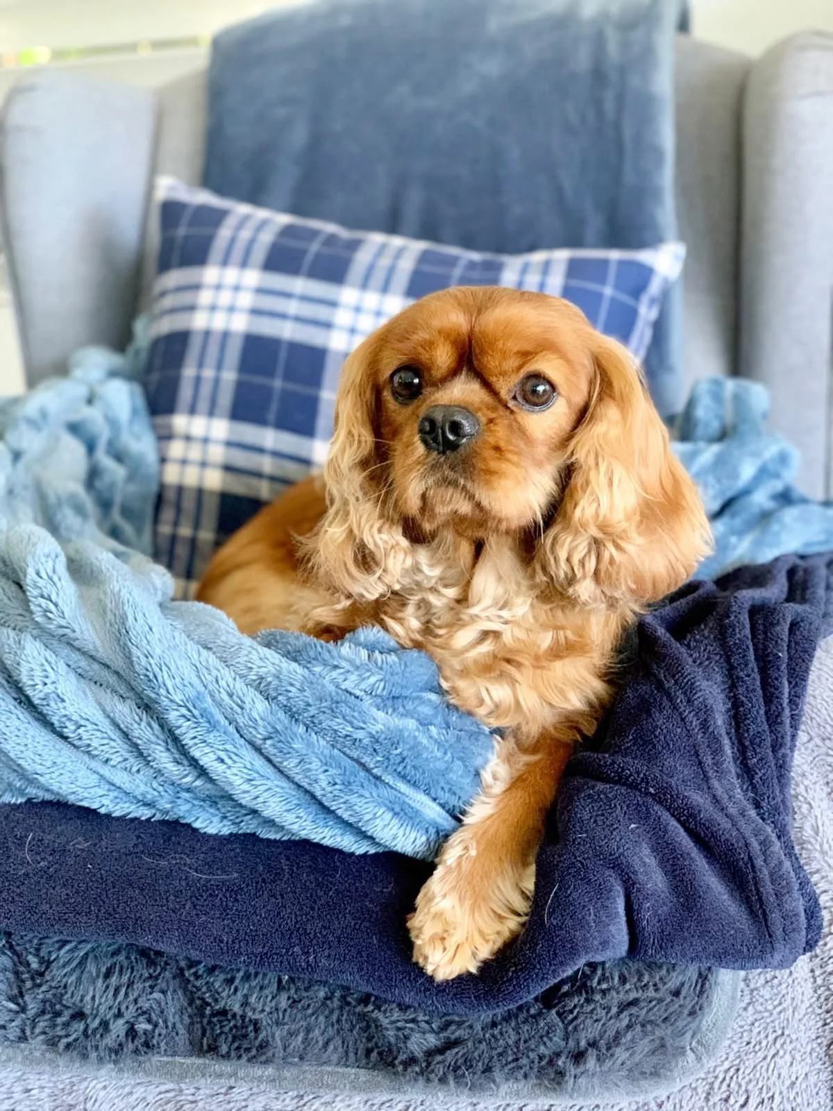 A Ruby coloured Cavalier King Charles Spaniel puppy resting on a blue blanket on a cozy couch with a plaid pillow and additional cushions in the background.