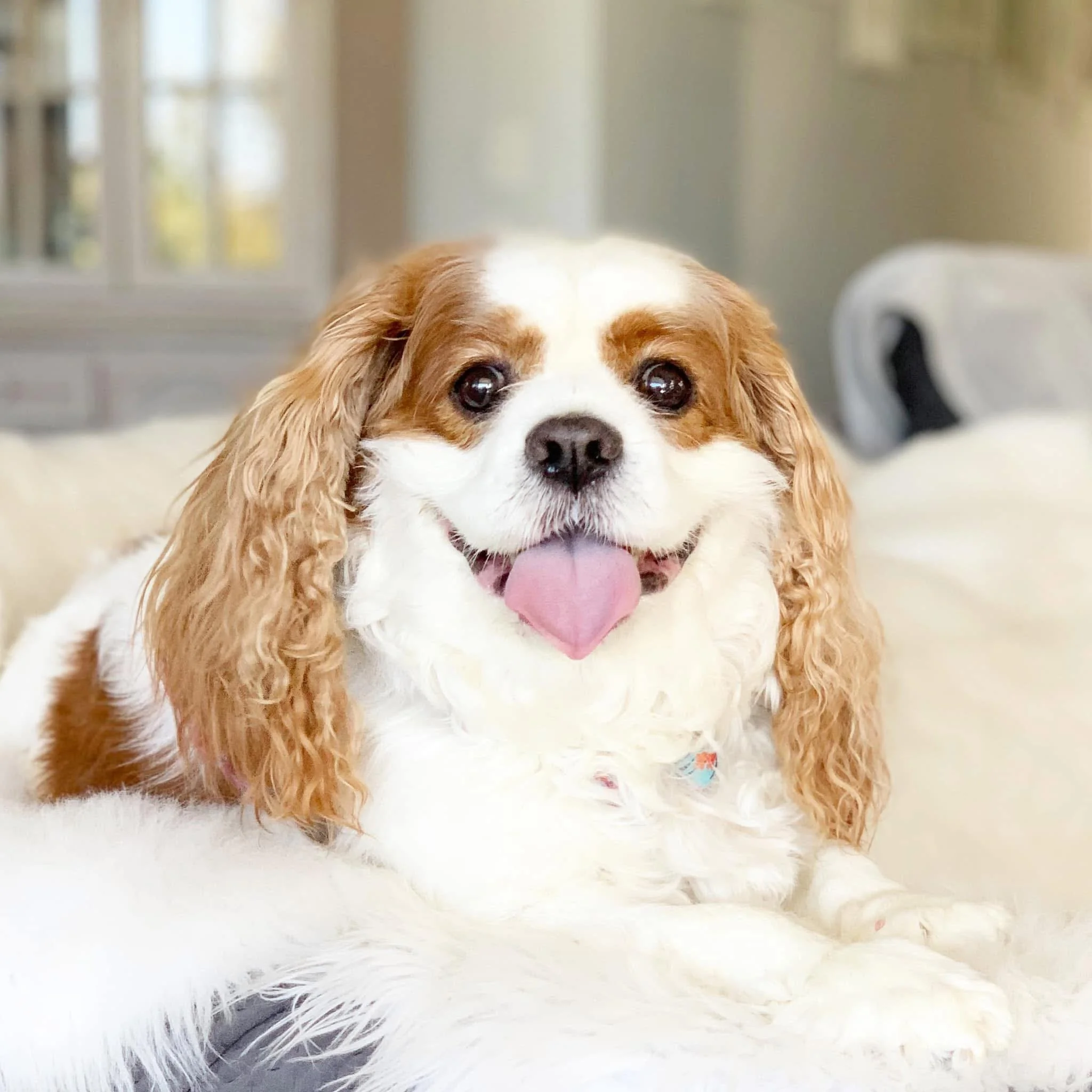 A happy Blenheim Cavalier King Charles Spaniel with floppy ears, white and brown fur, tongue out, sitting on a fluffy surface indoors.