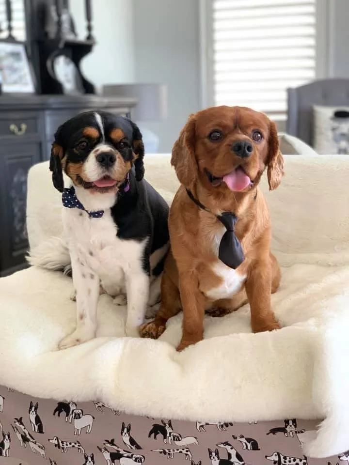 Two Cavalier King Charles Spaniels, one tricolour, the other Ruby coloured sitting on a faux fur cream-colored ottoman while on holiday at The Dog Cottage, a luxury boutique dog hotel on the Gold Coast in Queensland, Australia.