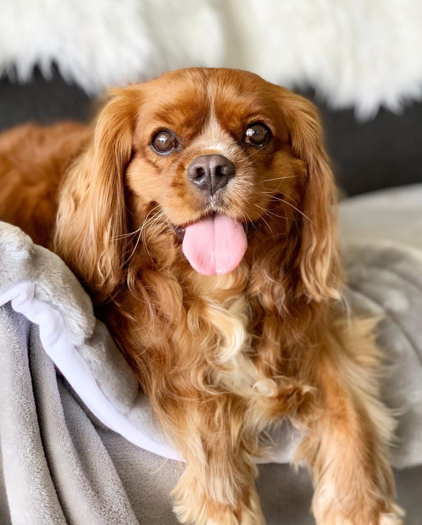 A cute Ruby coloured Cavalier King Charles Spaniel dog with long ears, sitting on a bed with a pink tongue sticking out while on holiday at The Dog Cottage, a luxury boutique dog hotel on the Gold Coast in Queensland, Australia.