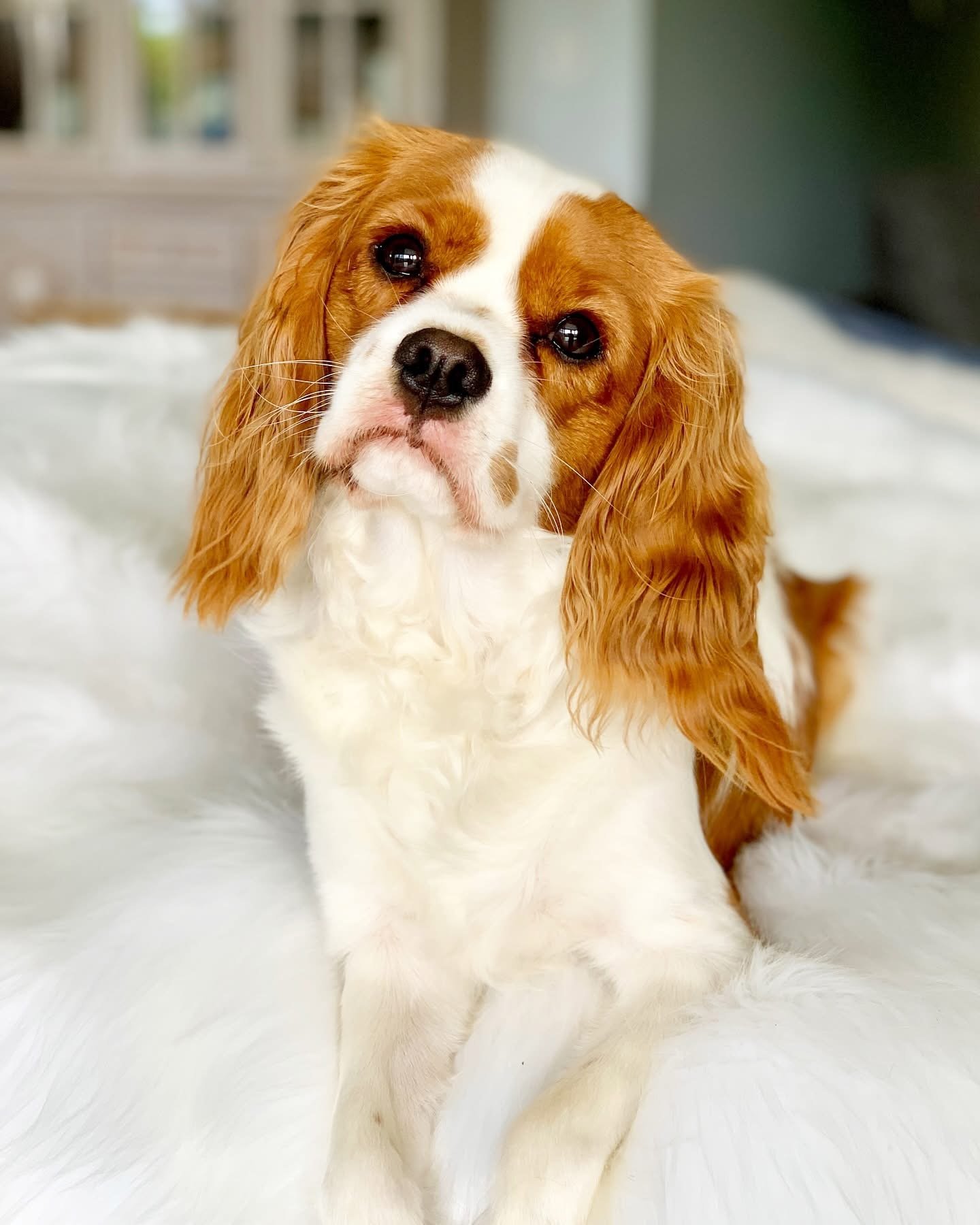 An inquisitive looking. Blenheim Cavalier King Charles Spaniel sitting on a white fluffy blanket indoors, with a blurred background of windows and greenery.