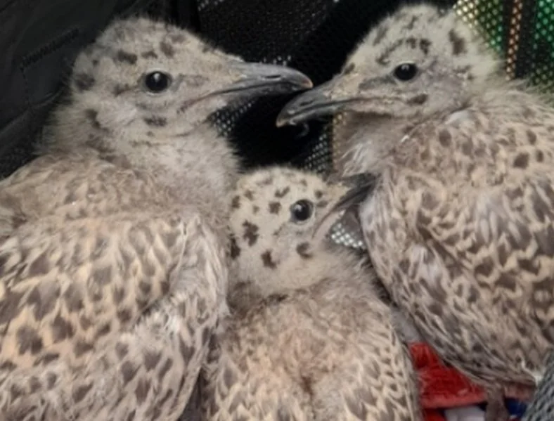 Three baby gull chic