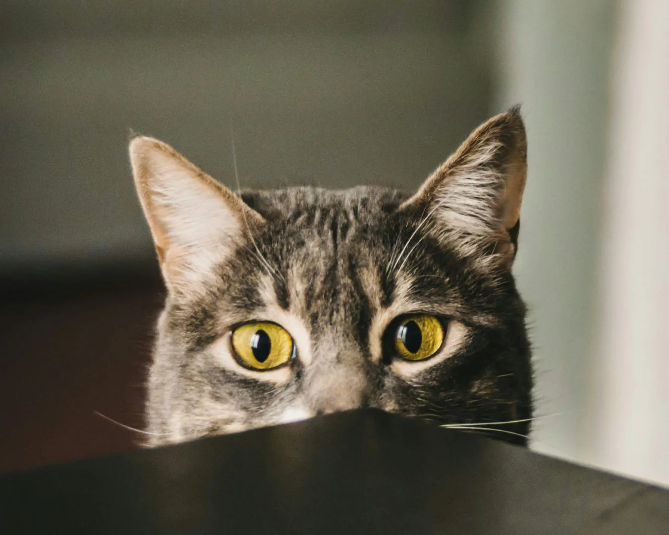 pdf_dei_gatti