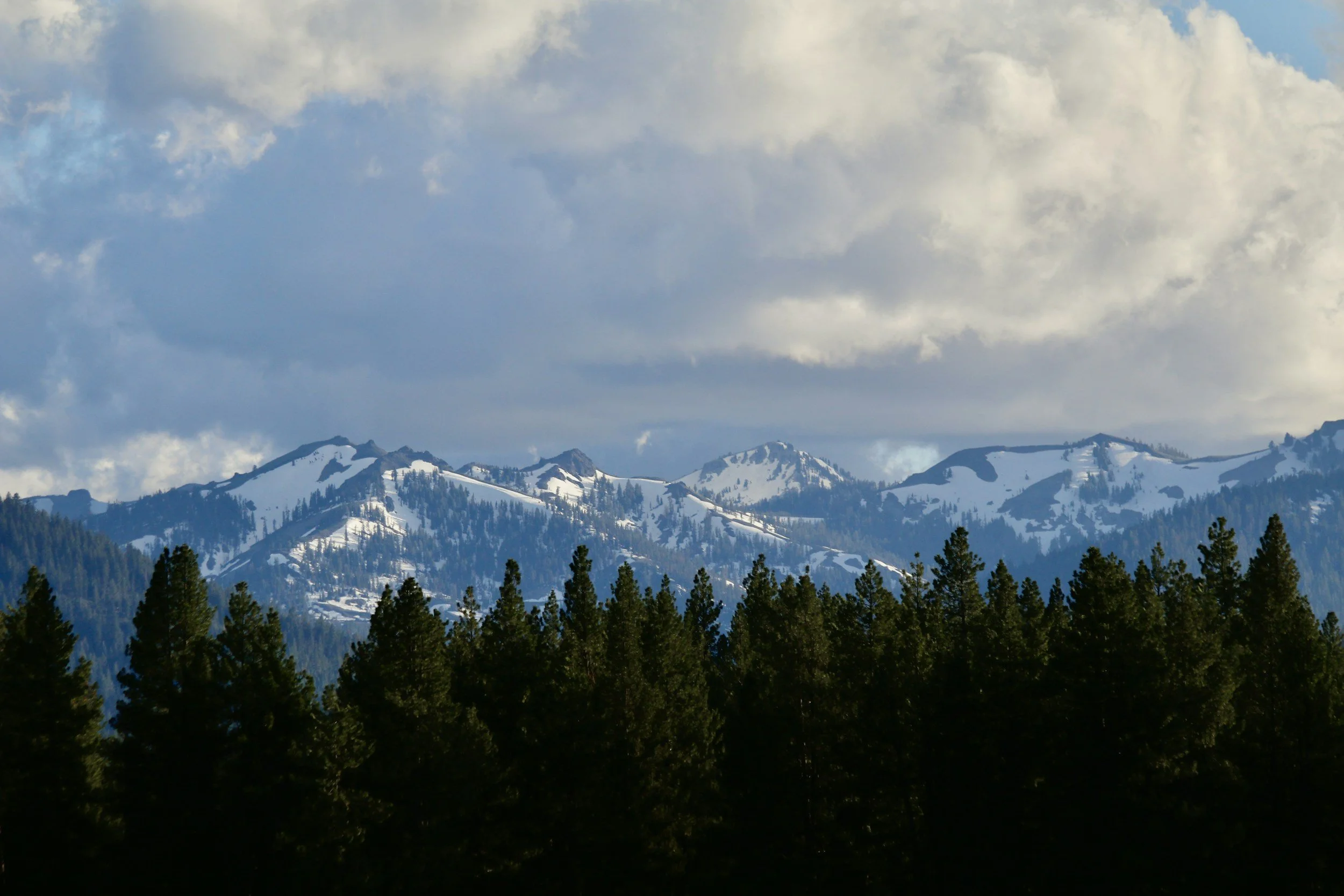 Truckee, CA, snowy mountain, Sierra Nevada Mountains, Pine trees