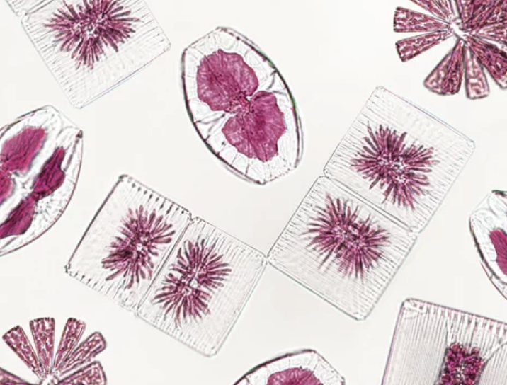 REVIEW AND OPINION ARTICLES ON THE VAGINAL MICROBIOTA