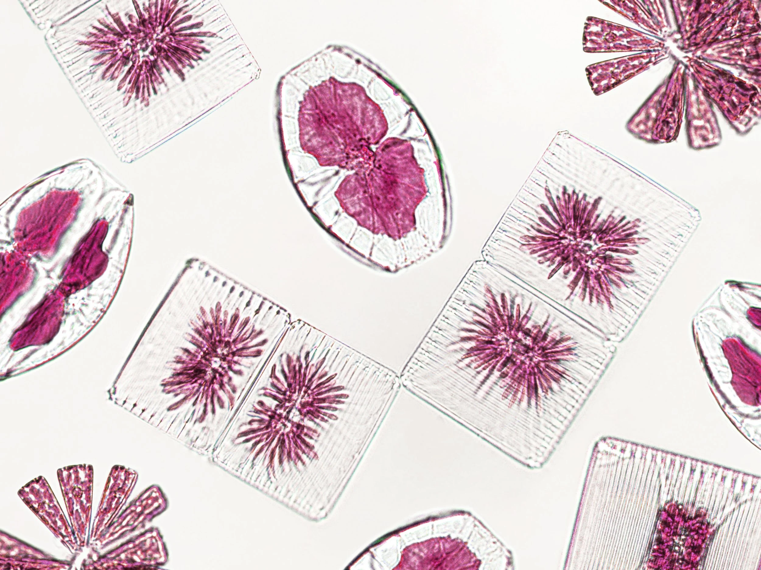 Study Identifies Regulatory Gap in Direct-to-Consumer Microbiome Testing