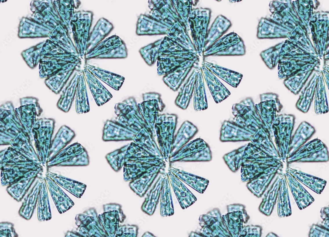 New TransBiota Studies Redefine Vaginal and Neovaginal Microbiome Health in Transgender Individuals