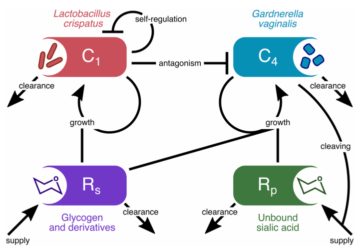 New Ecological Model Reveals How Nutrients Shape Vaginal Microbiome Health