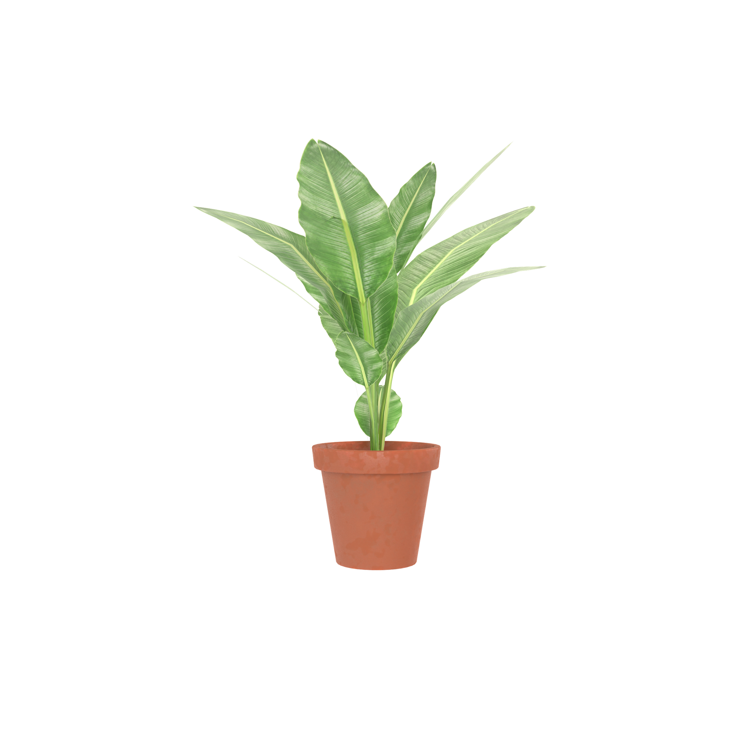 Palnt_96_Web.png