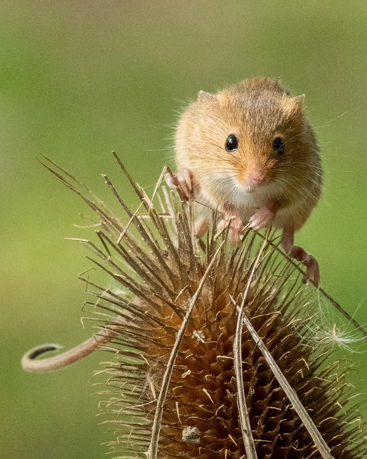 Field Mouse by Tim Tate.jpg