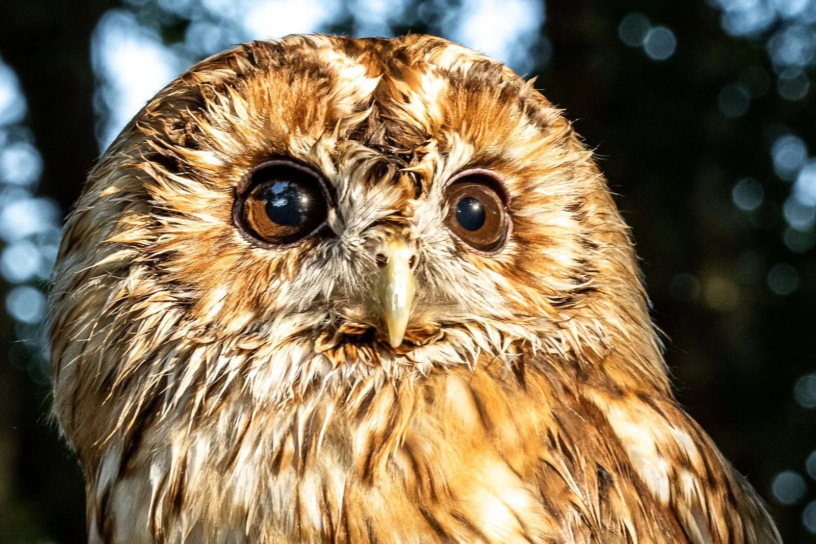 Owl at Sunset by Tim Tate.jpg