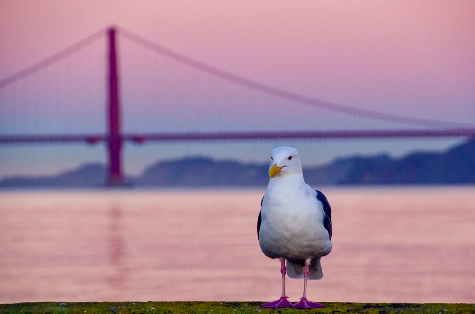 Golden Gate Bridge and Gull in San Francisco by Tim Tate.jpg