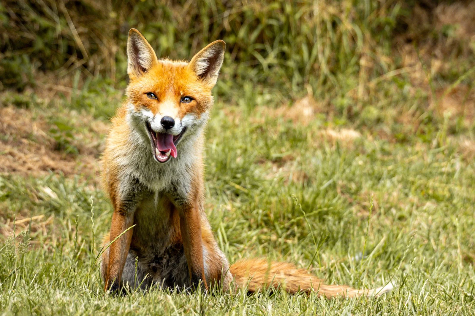 Fox sitting by Tim Tate.jpg
