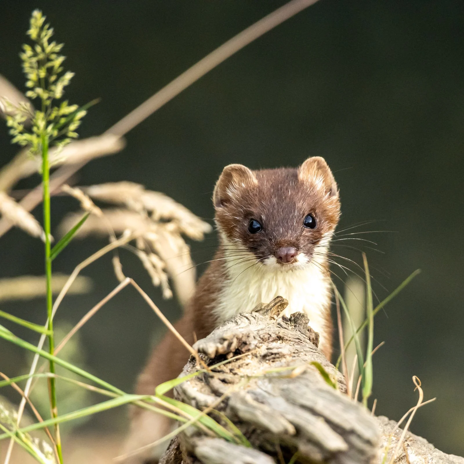 Stoat watching by Tim Tate.jpg